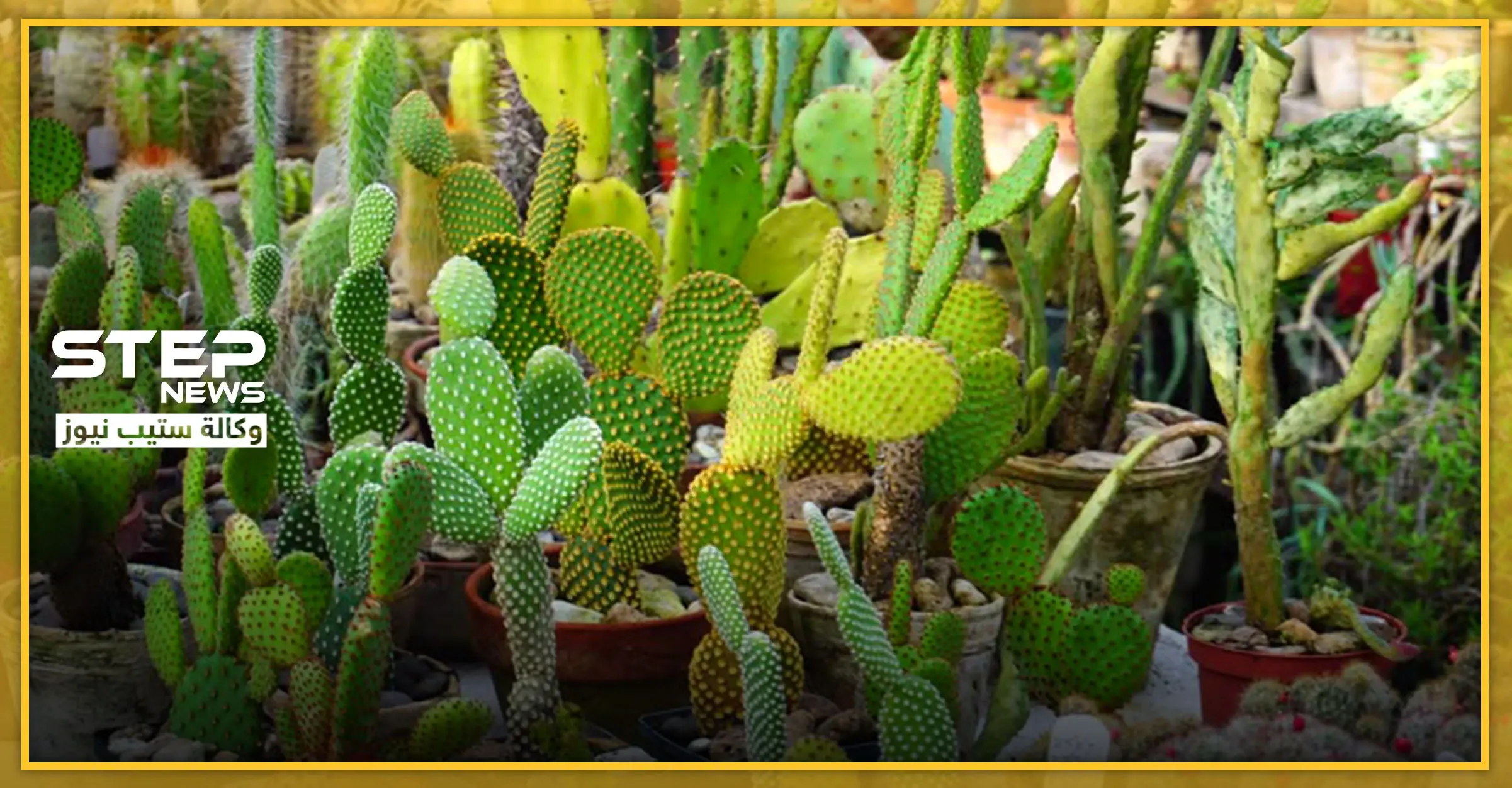 11 نوع من أنواع الصبار المنزلي .. لاتتطلب مجهود للعناية بها: ترتيب وتنظيف