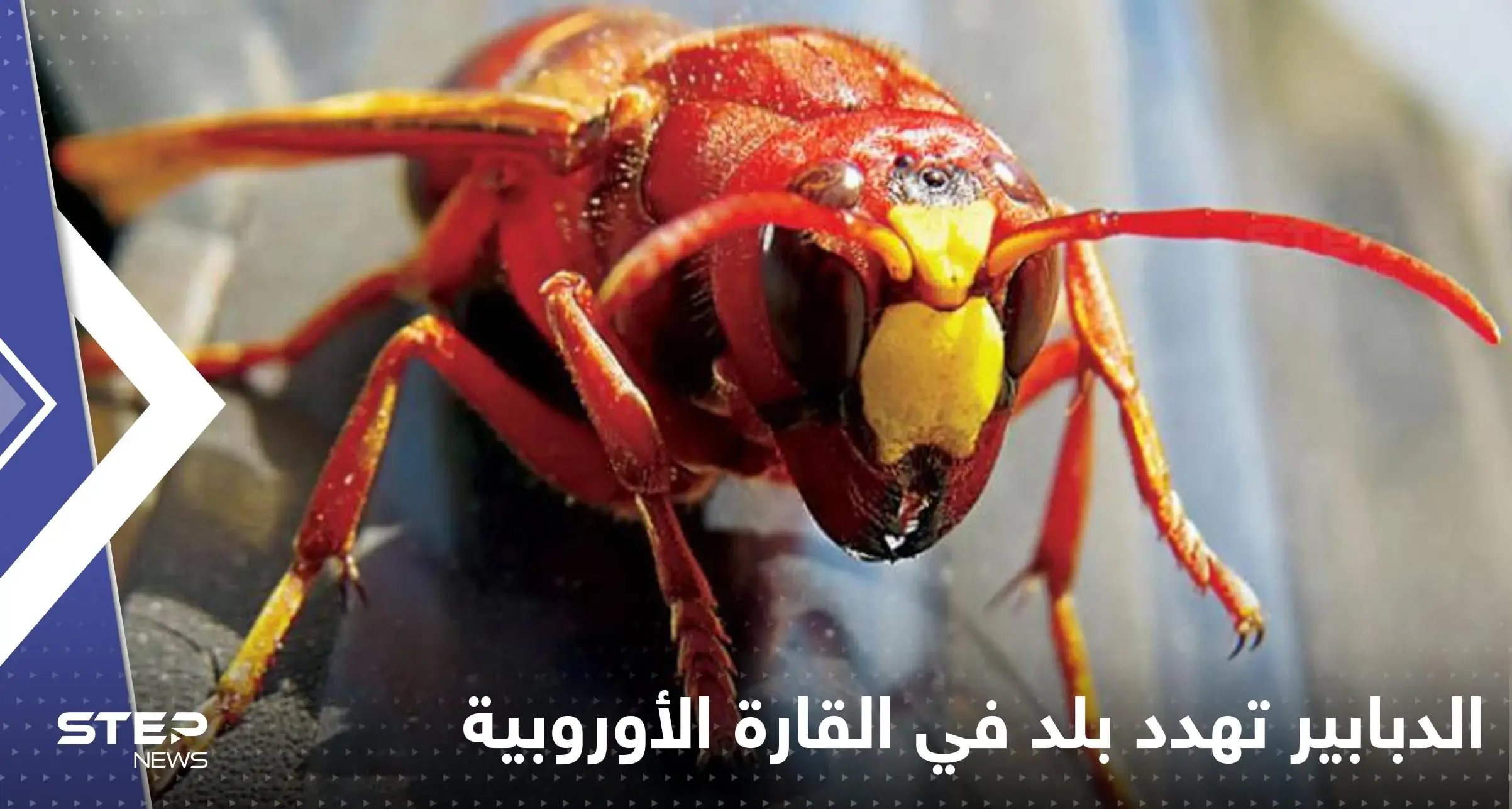 الدبابير "تهدد" دولة في القارة الأوروبية بالغزو أواخر هذا الصيف.. وخبراء يحذرون: الدبابير