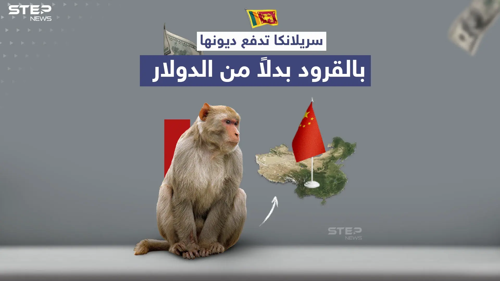 بعد تعثرها عن سداد ديونها.. سريلانكا تستعين بالقرود لتسديد قروضها للصين: سريلانكا