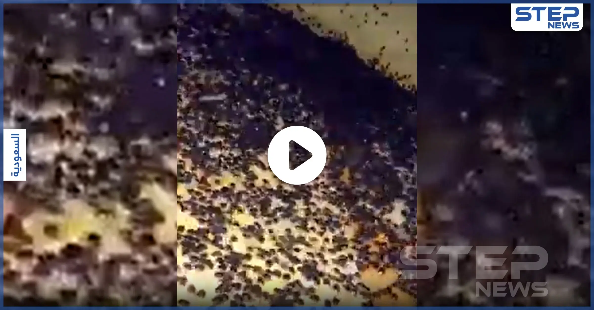 بالفيديو|| هجوم حشرات غريبة على منطقة سعودية بشكلٍ مفاجئ أثار خوف الأهالي والسلطات تتحرك: الأراضي الزراعية