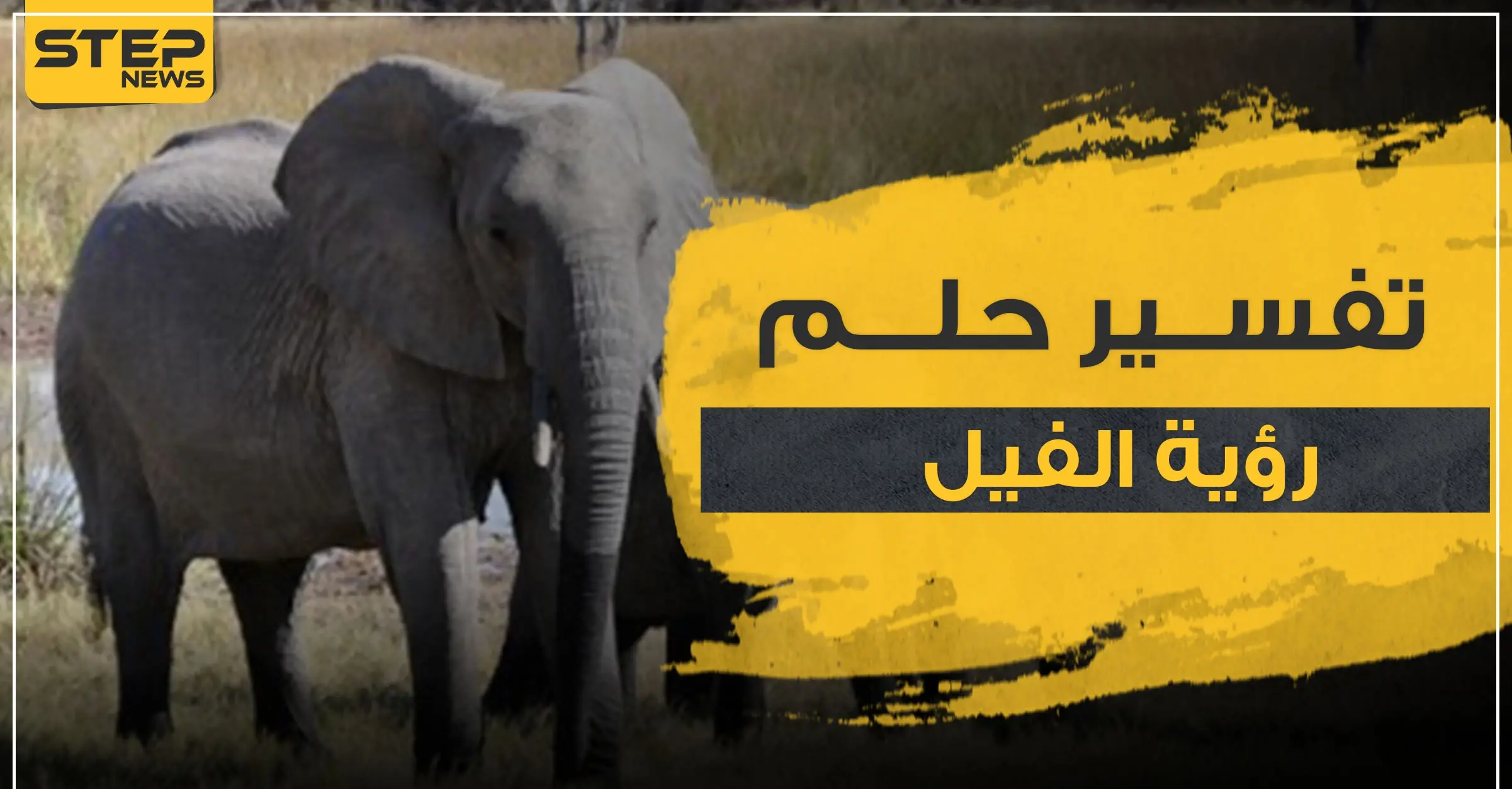 تفسير حلم الفيل بأكثر من 3 رواية وبعدة مواضع: حلف الفيل يأكل