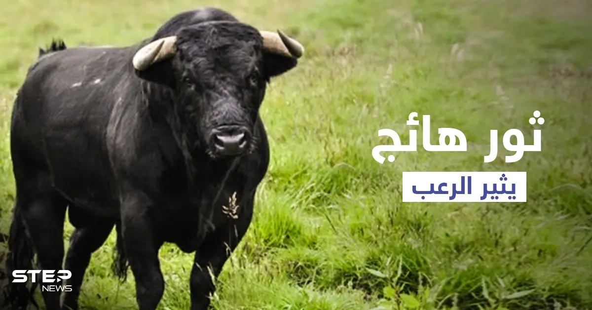 بالفيديو|| مواجهة عنيفة بالأسلحة النارية بين أهالي قرية باكستانية وثور أسود ضخم أثار رعبهم: باكستان