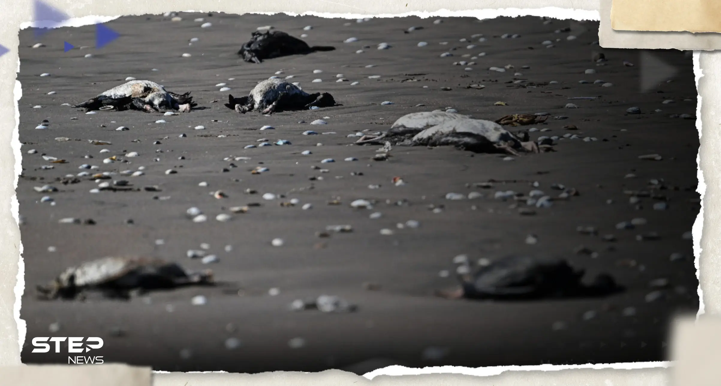 "شيء ما يحدث في البحر".. نفوق آلاف الطيور على شاطئ بحري يثير حيرة العلماء: ظاهرة غريبة