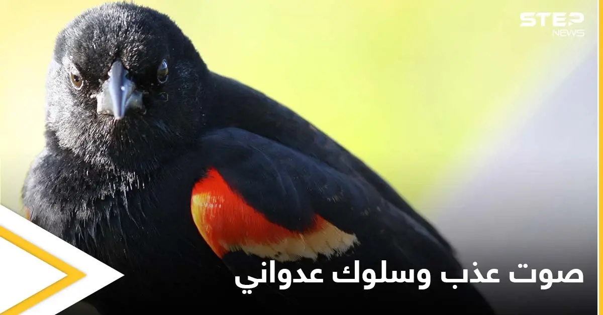 يدافع بشراسة عن أرضه وأنثاه.. عدوانية الشحرور ذو الأجنحة الحمراء رغم صغر حجمه وصوته العذب: أنثى الشحرور