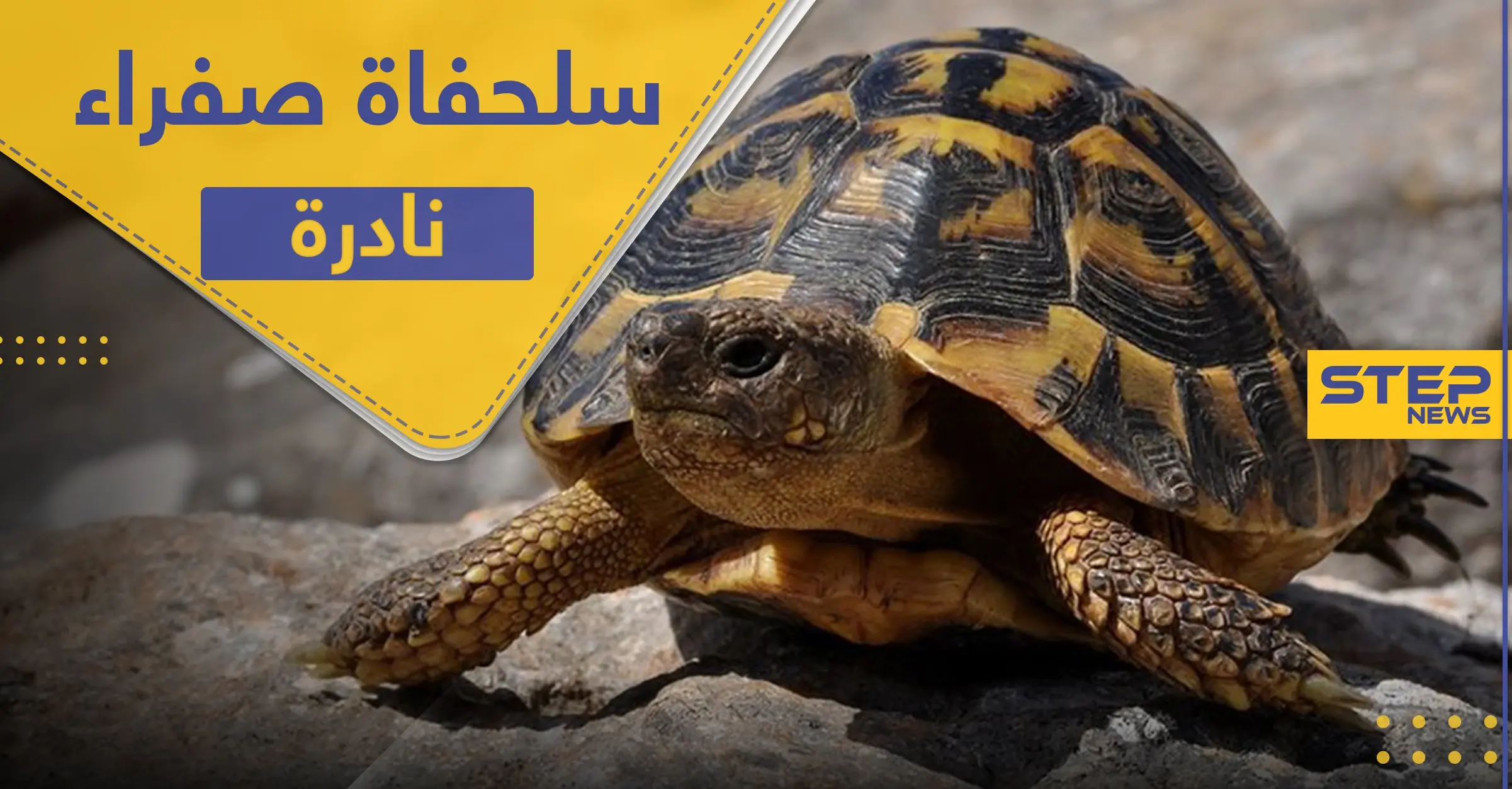 العثور على سلحفاة صفراء "نادرة" في الهند وخبير يكشف سبب لونها (فيديو): حيوانات