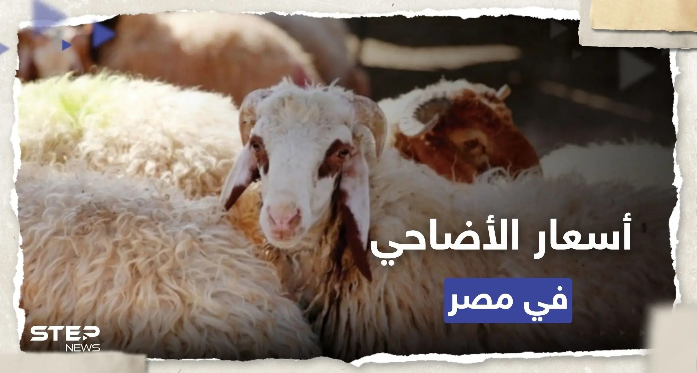 مع اقتراب عيد الأضحى.. أسعار الأضاحي في مصر 2023: أسعار الأضاحي 2023