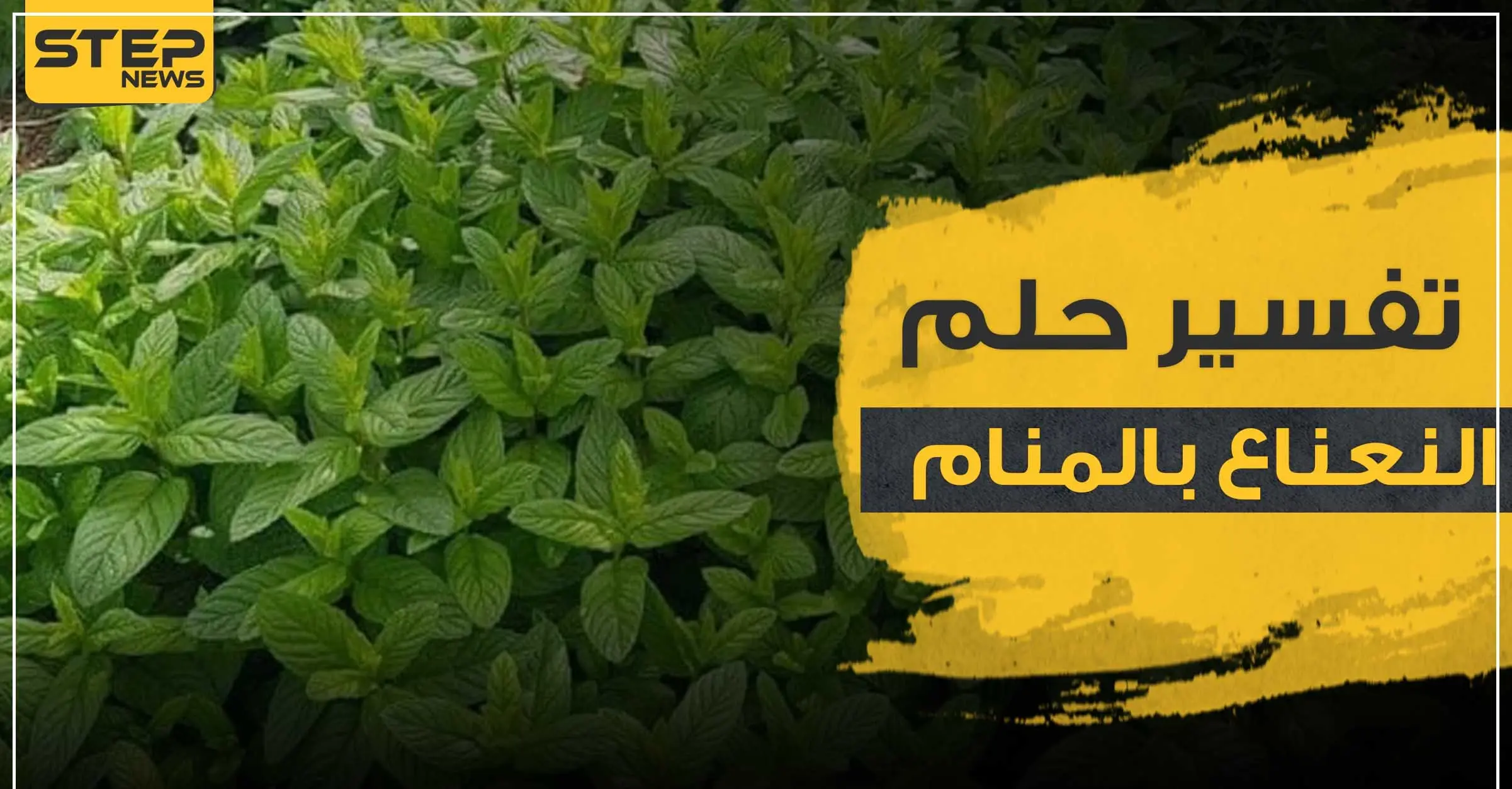 تفسير حلم النعناع بالمنام حسب المفسرين وبجميع الدلالات: تفسير الاحلام