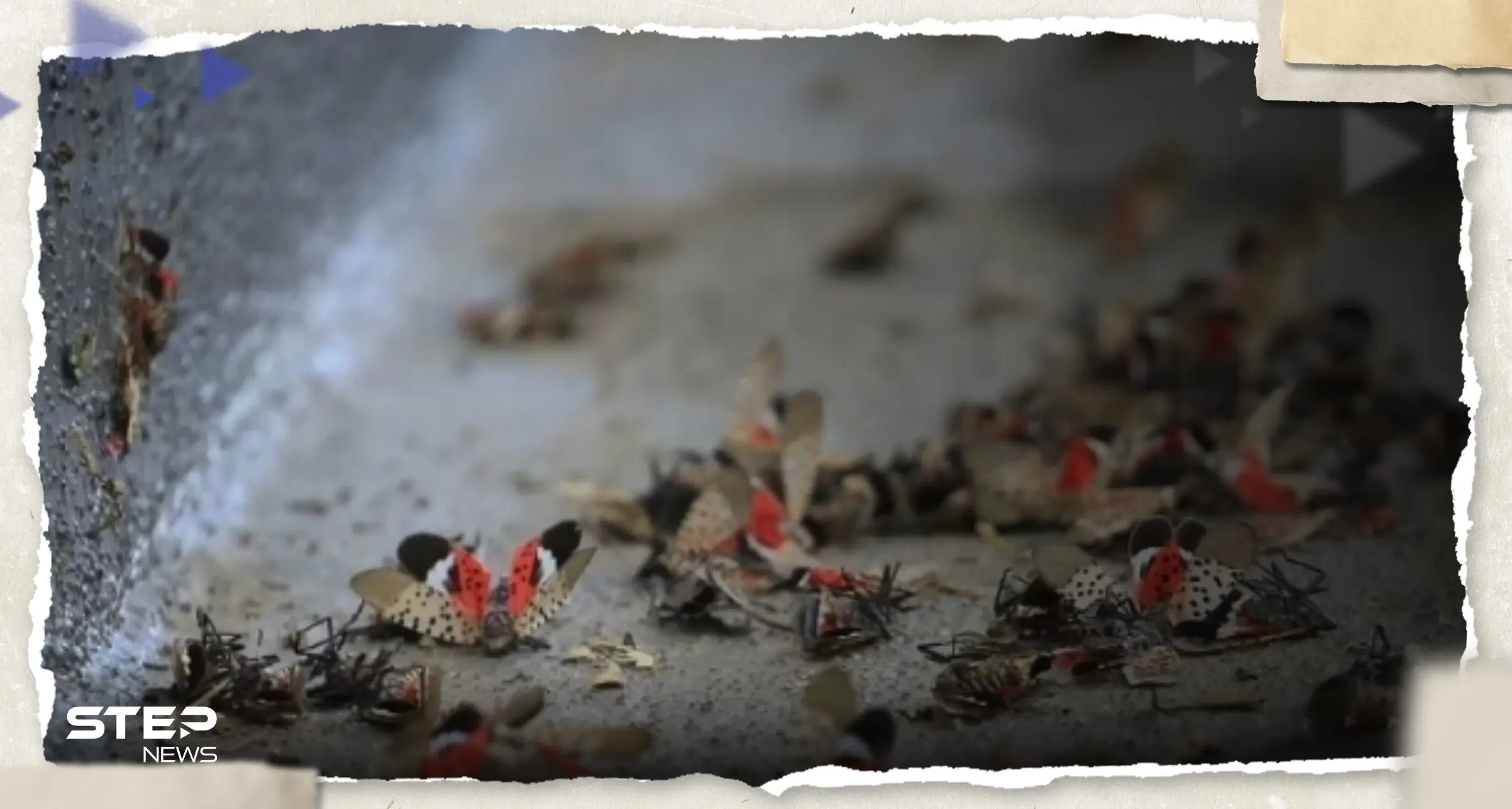 ارتفاع الحرارة في أمريكا يسبب تكاثر حشرات قد تؤدي لـ"كارثة بيئية": مزروعات