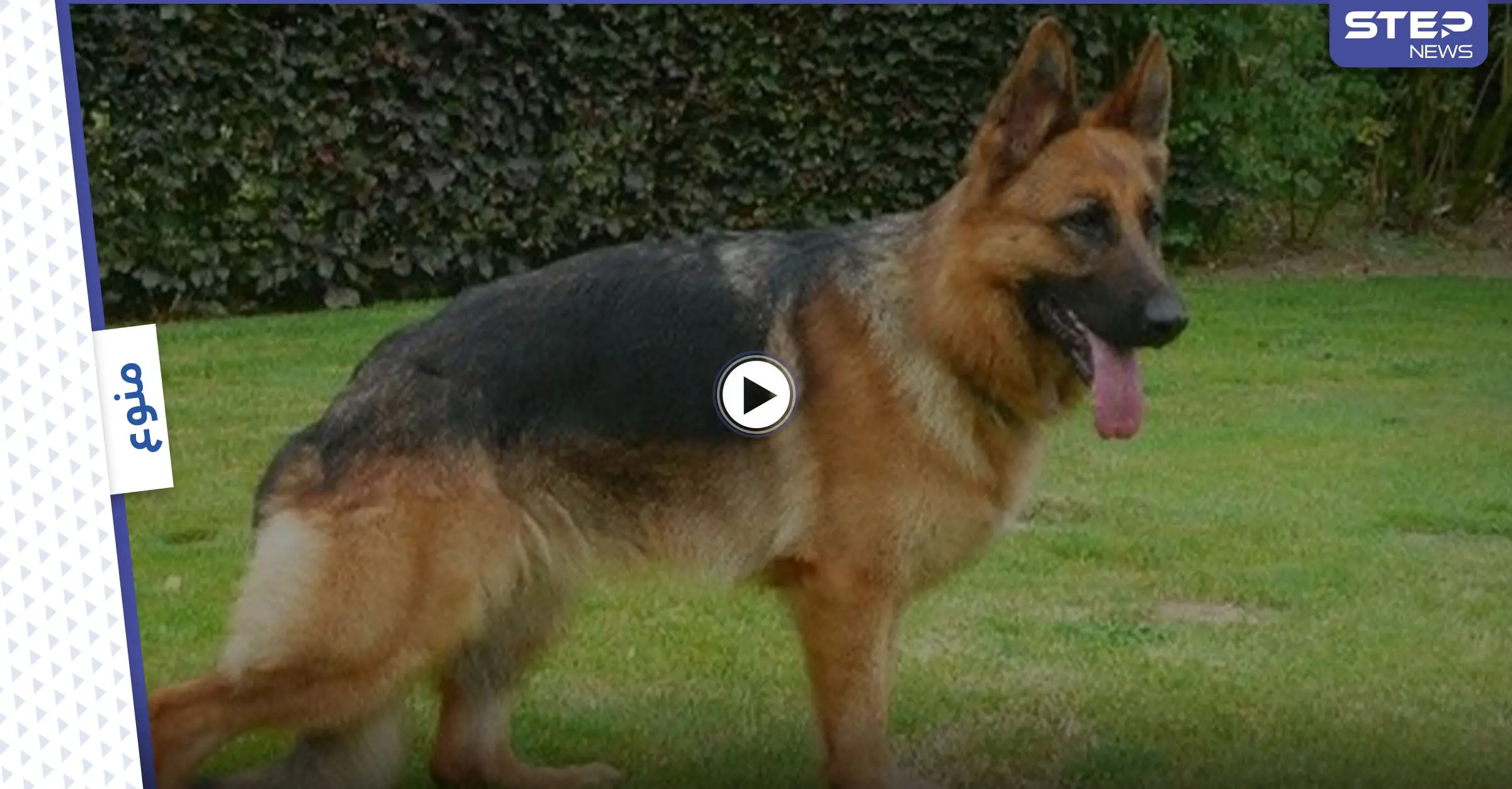 شاهد بالفيديو|| أزمة سير بسبب الكلب البارع في التمثيل.. خدع السائقين على أنه مصاب ثم فر هارباً: كلب