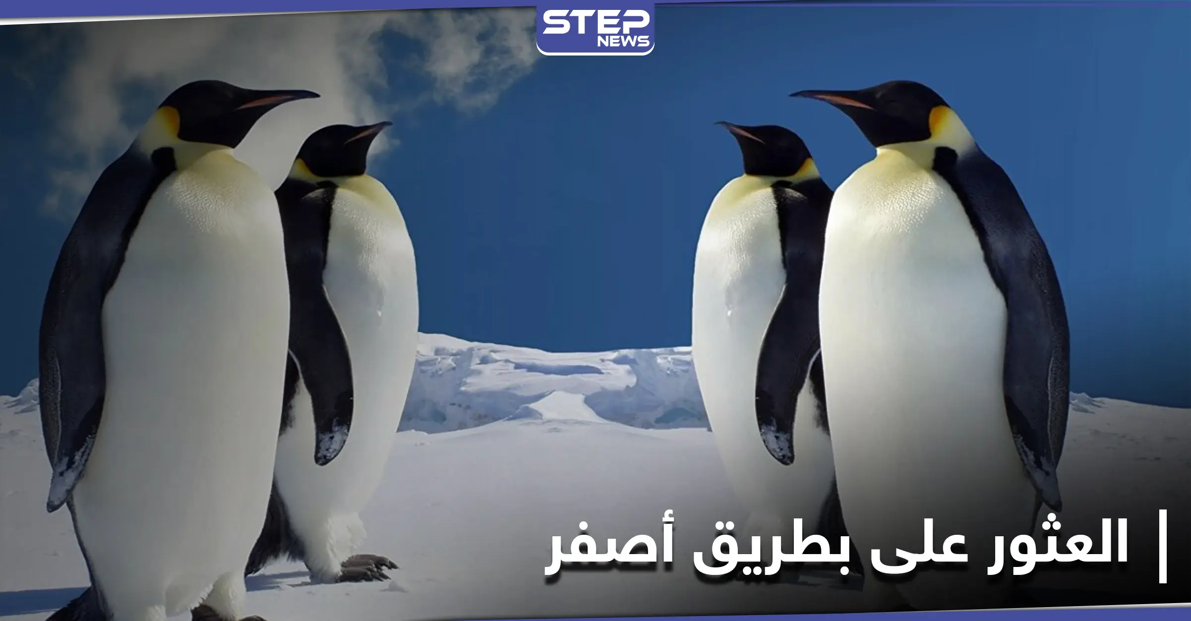 اكتشاف بطريق أصفر فريد من نوعه جنوب المحيط الأطلسي: بطريق أصفر