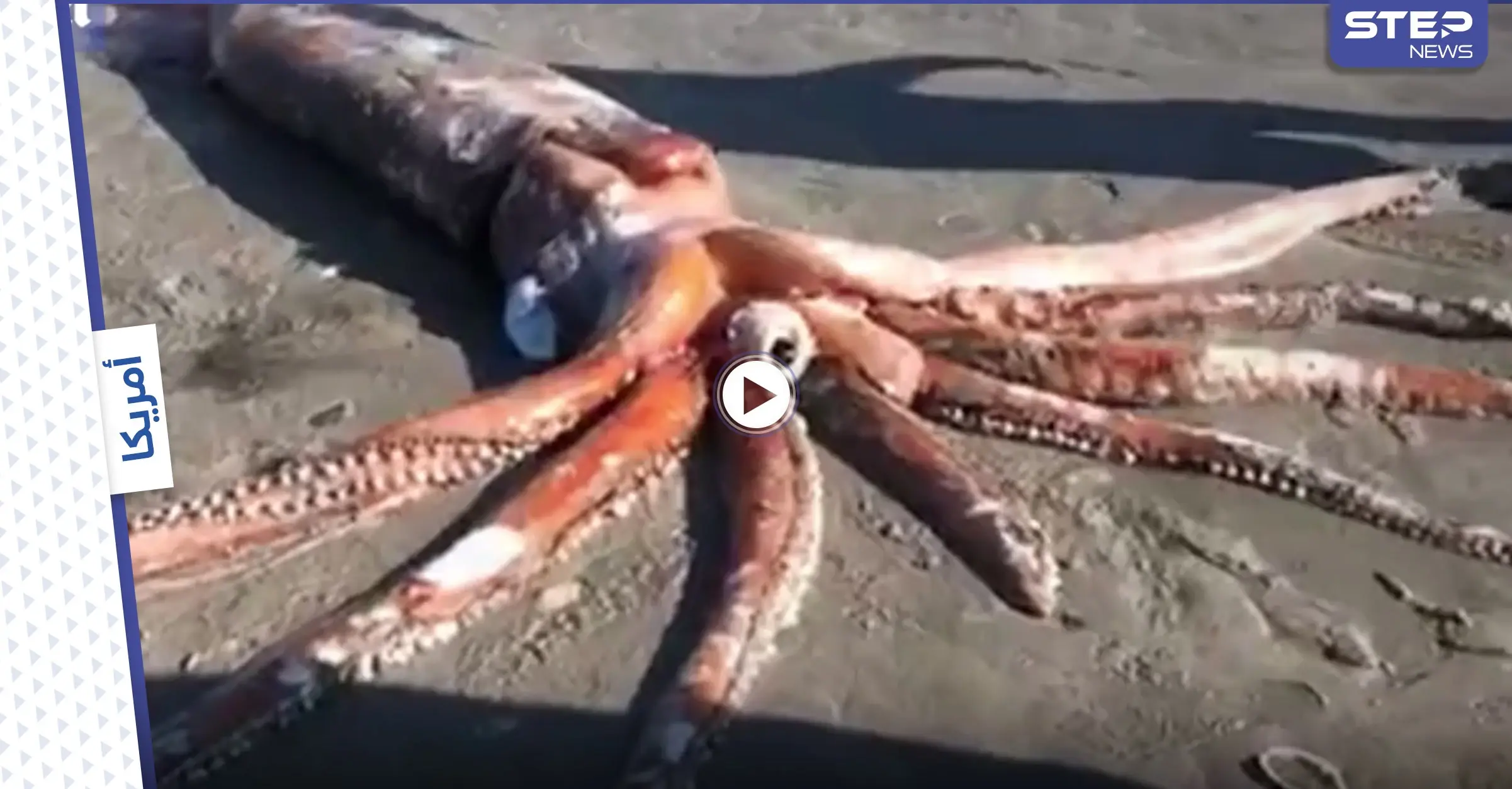 رصد مخلوق غامض "بحجم الإنسان" بأعماق البحار يسبح حول سفينة غارقة والعلماء يحددون ماهيته (فيديو وصور): مخلوق غامض