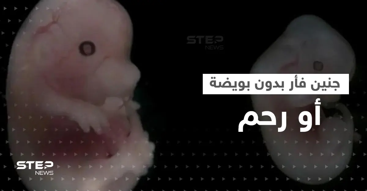 بسابقة علمية.. علماء يطوّرون جنين فأر بقلب نابض في المختبر بدون بويضة أو رحم: جنين فأر