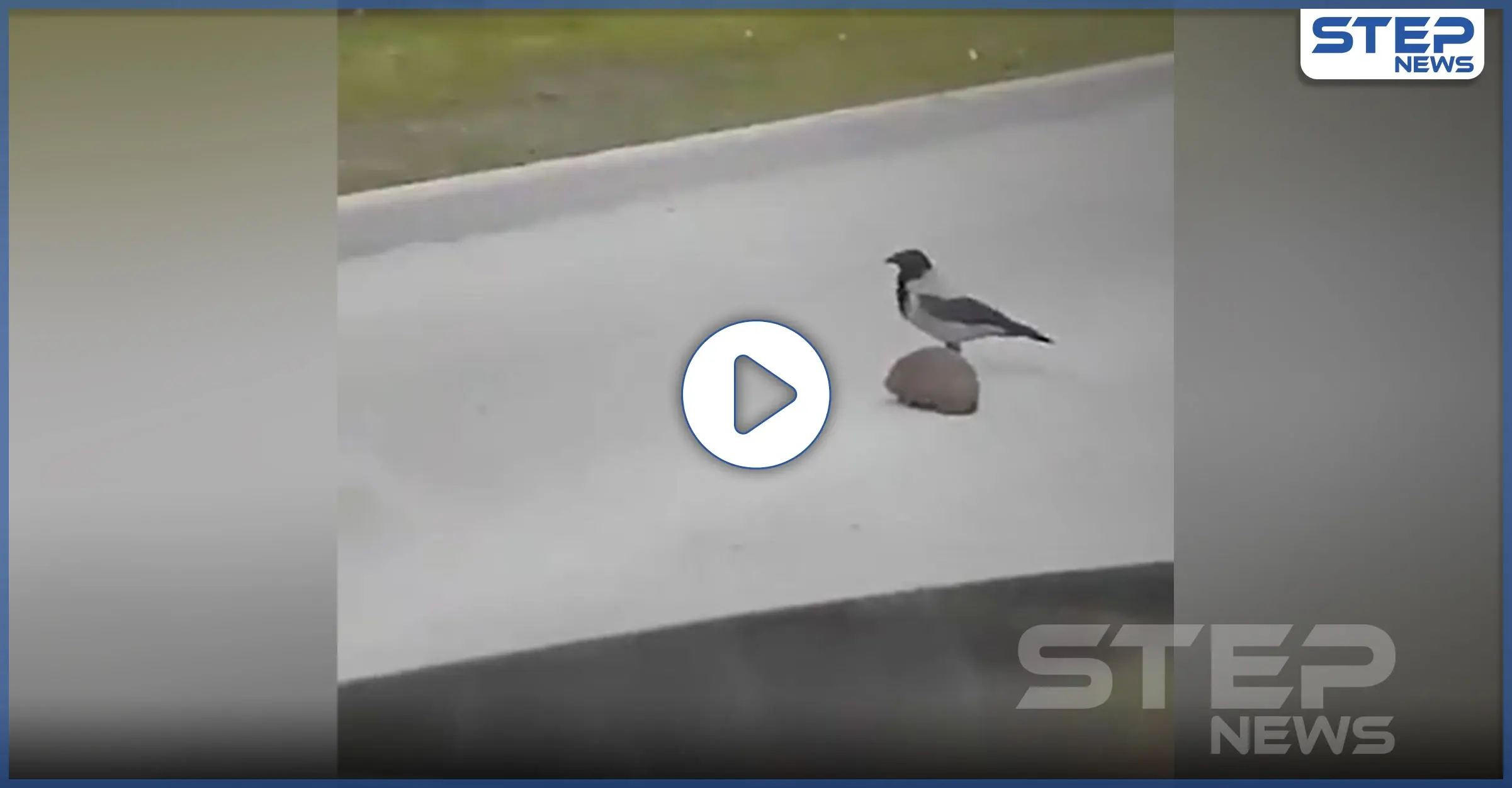 بالفيديو || عمل بطولي.. غراب فائق الذكاء يُنقذ حيوان صغير على طريق عام: مقطع فيديو