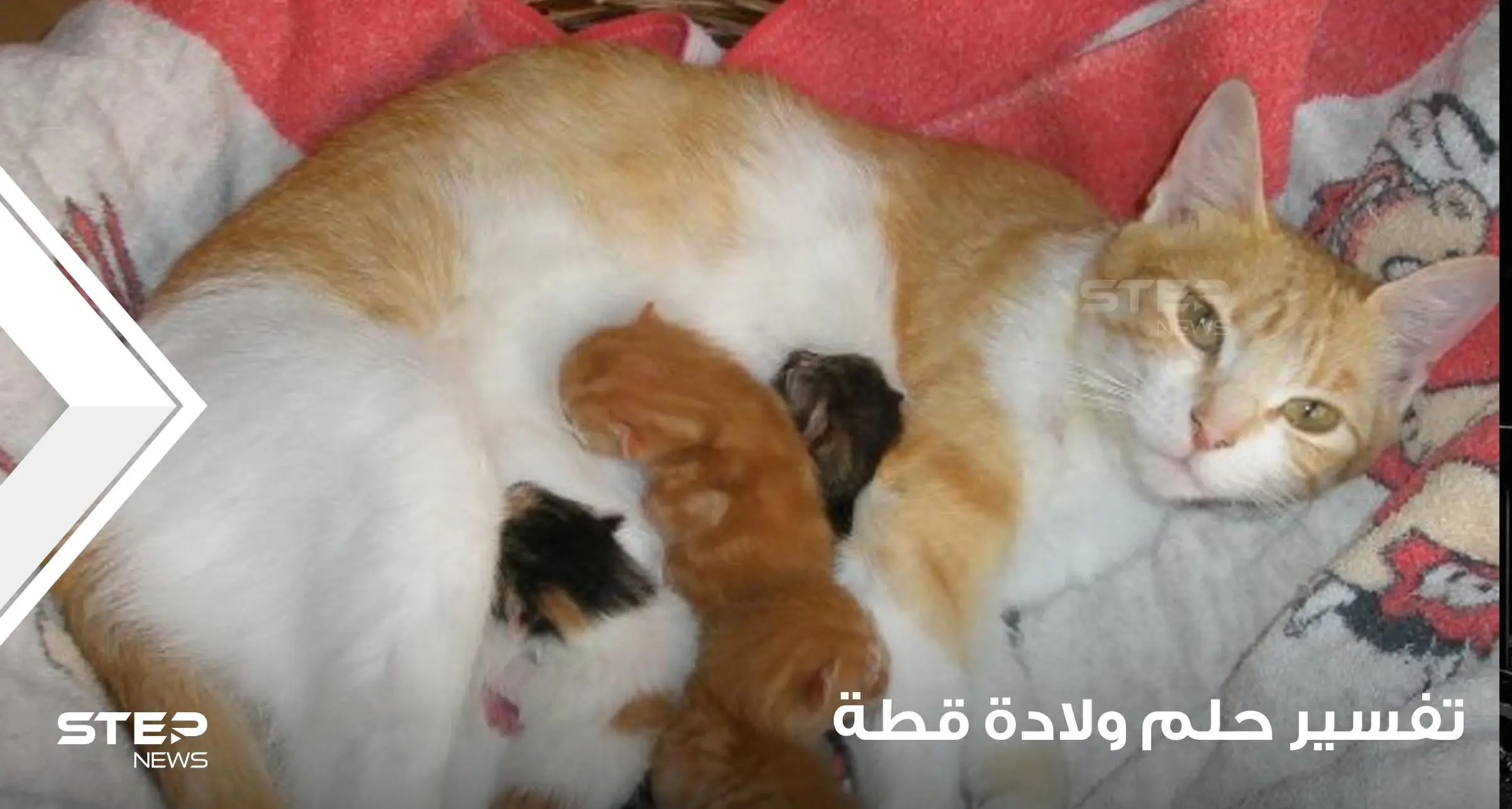 تفسير حلم ولادة القطة بجميع الدلالات والتفاسير المختلفة: تفسير ابن سيرين