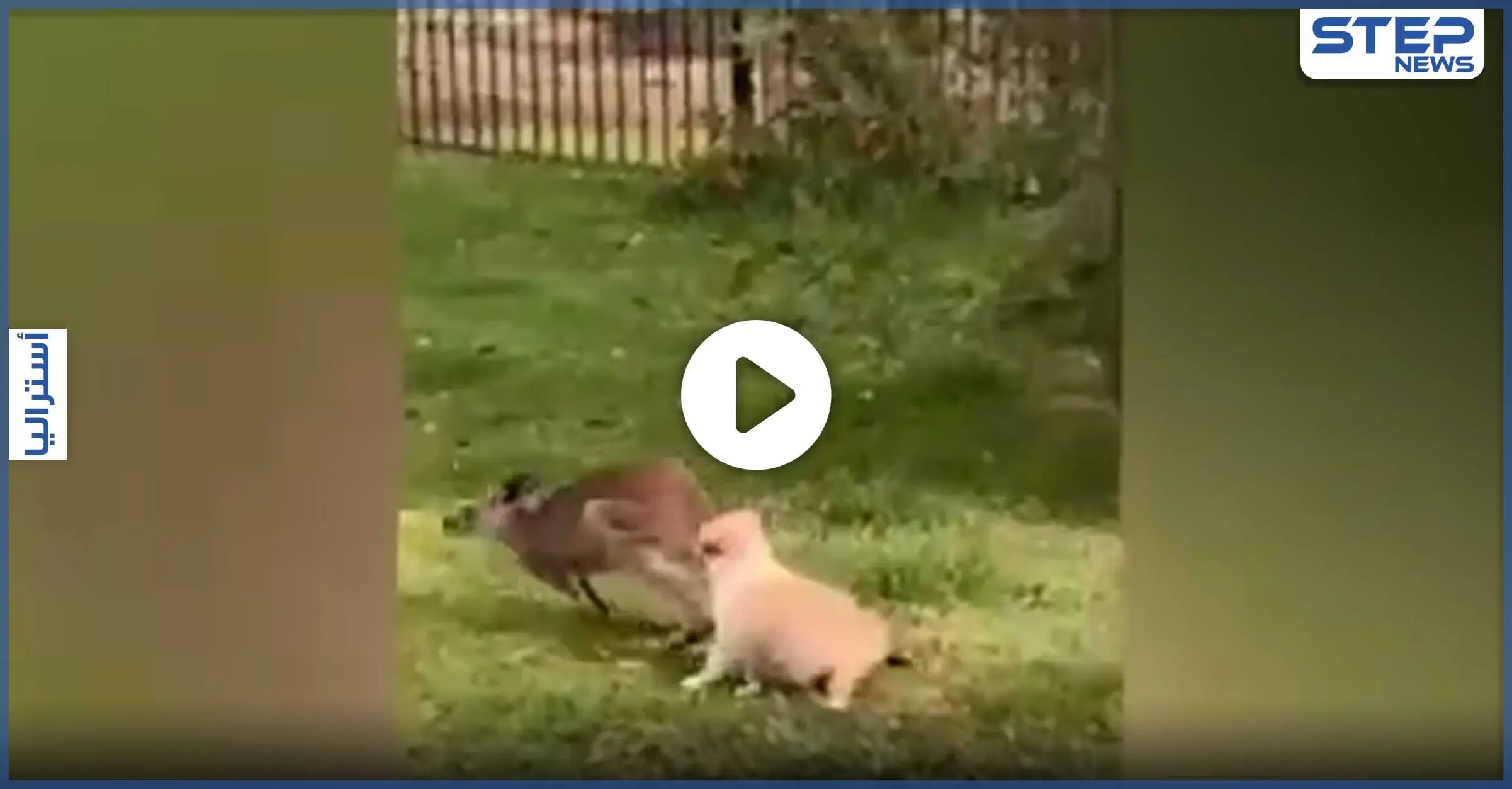 حب ولكن من طرف واحد.. كاميرا توثق لحظات حميمة بين كنغر وكلب في استراليا (فيديو): عالم الحيوان