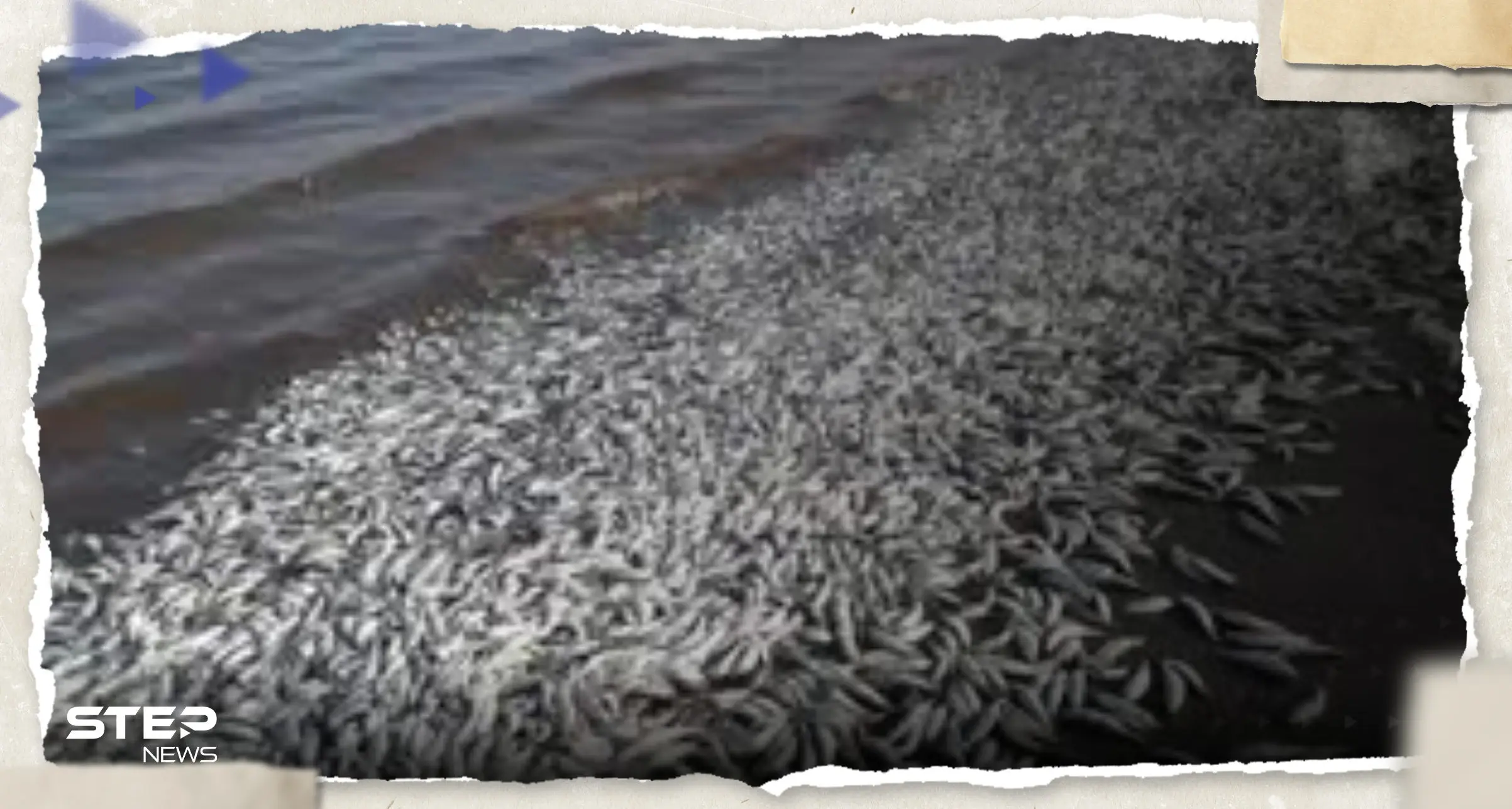 آلاف الأسماك النافقة على ساحل خليج تكساس.. ما قصتها؟: امركيا