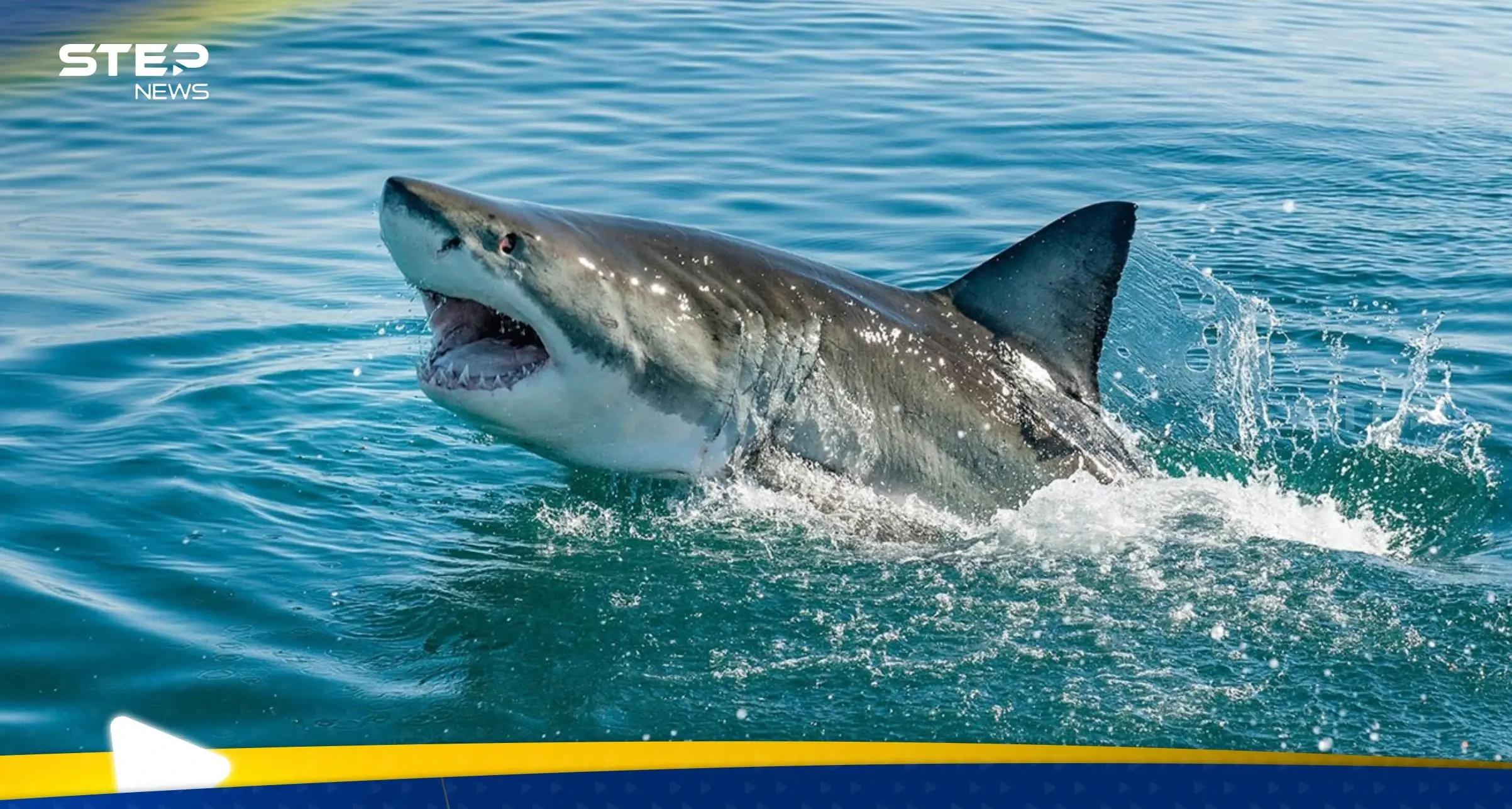 ميناء سيدني يشهد حادثاً "نادراً جداً".. سمكة قرش تهاجم امرأة والسلطات تكشف حالتها الصحية: ميناء سيدني