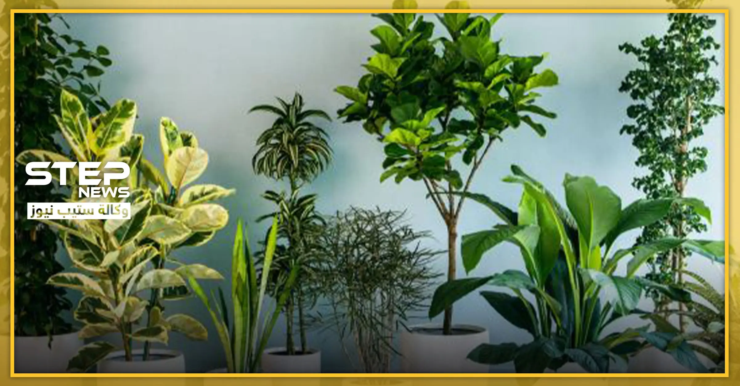 6 انواع من النباتات المنزلية... تعرف عليها: الثقة بالنفس