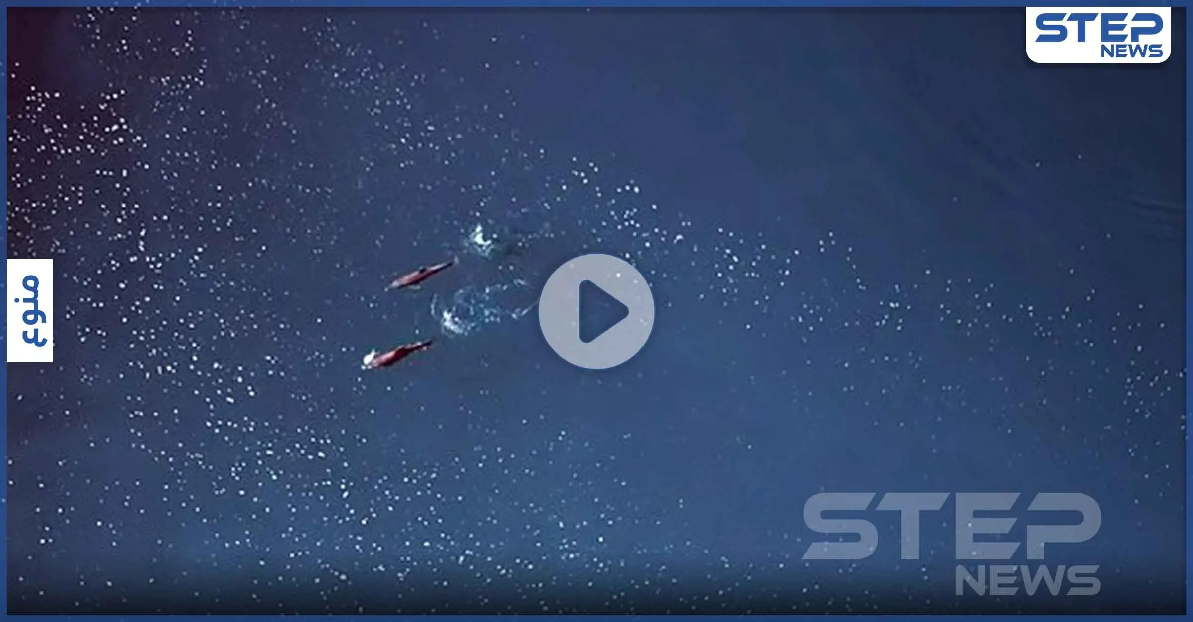 بالفيديو|| لقطات نادرة للدلافين "خشنة الأسنان" وهي تتشارك في الطعام وتقوم في التزاوج وسط المحيط: الخفافيش