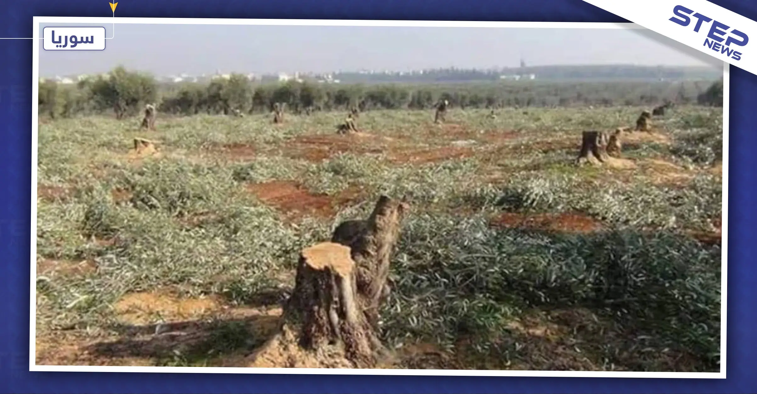 خاص|| قادة المعارضة الموالية لتركيا يقضون على الثروة الحراجية شمالي حلب بهدف التجارة بالحطب!: أخبار حلب