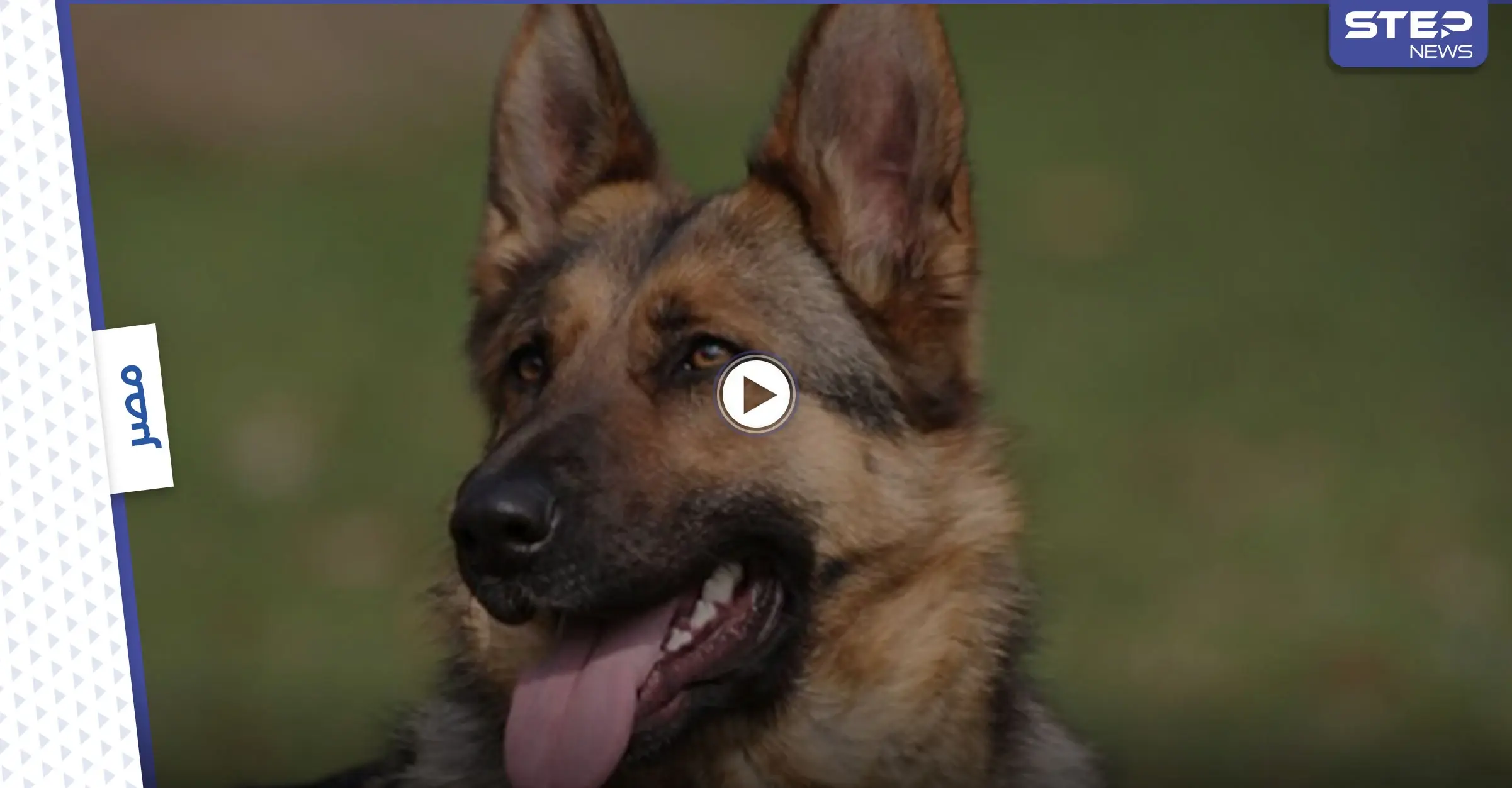 بالفيديو|| مشاهد مؤثرة.. كلب مفترس يهاجم طفلة ويشوه وجهها وأجزاء من جسدها: كلب مفترس