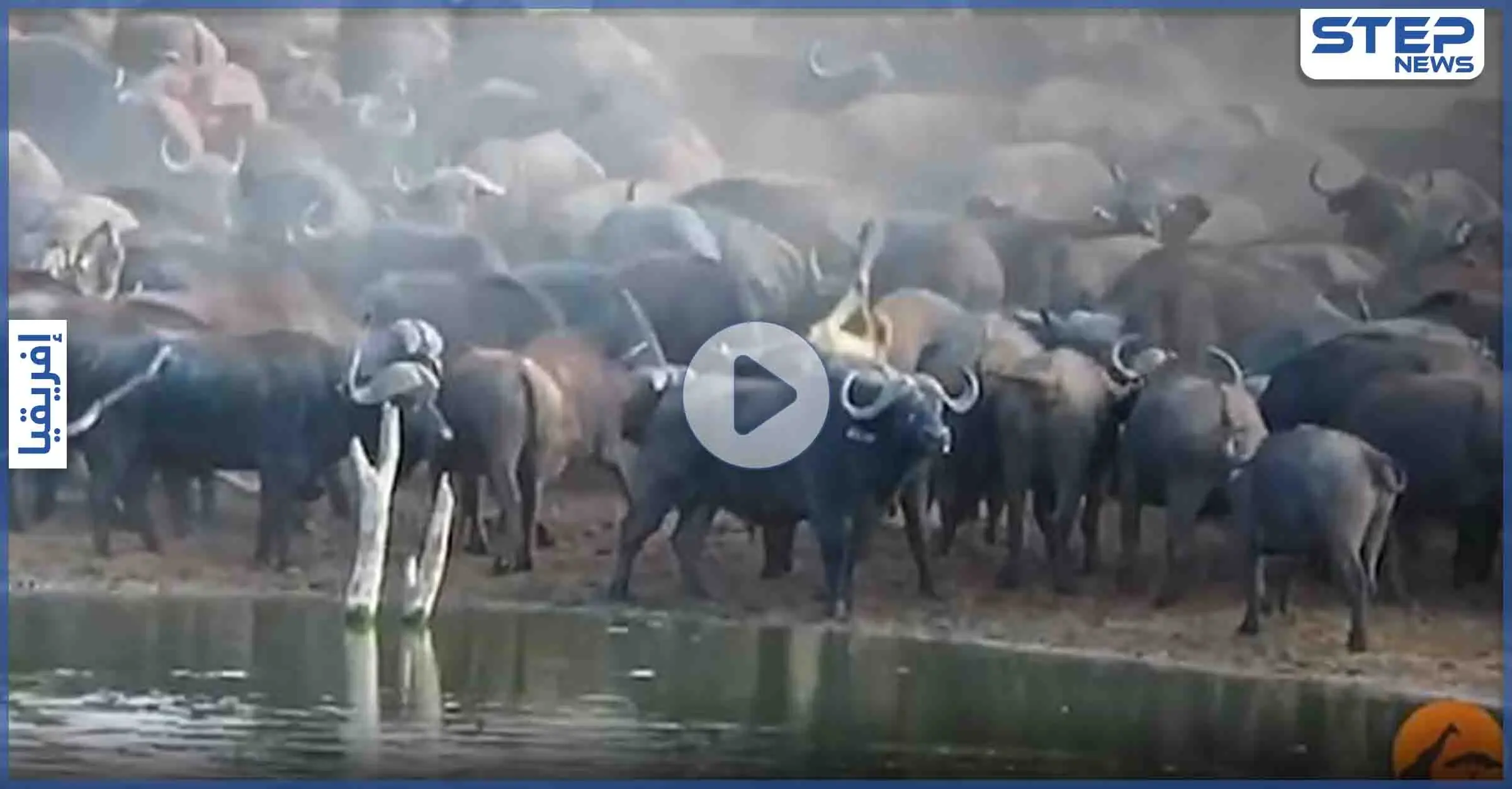 بالفيديو|| بمشهد نادر.. قطيع جاموس الماء يدوس على لبؤة حتى الموت والأسود تكتفي بالمراقبة: شمال إفريقيا