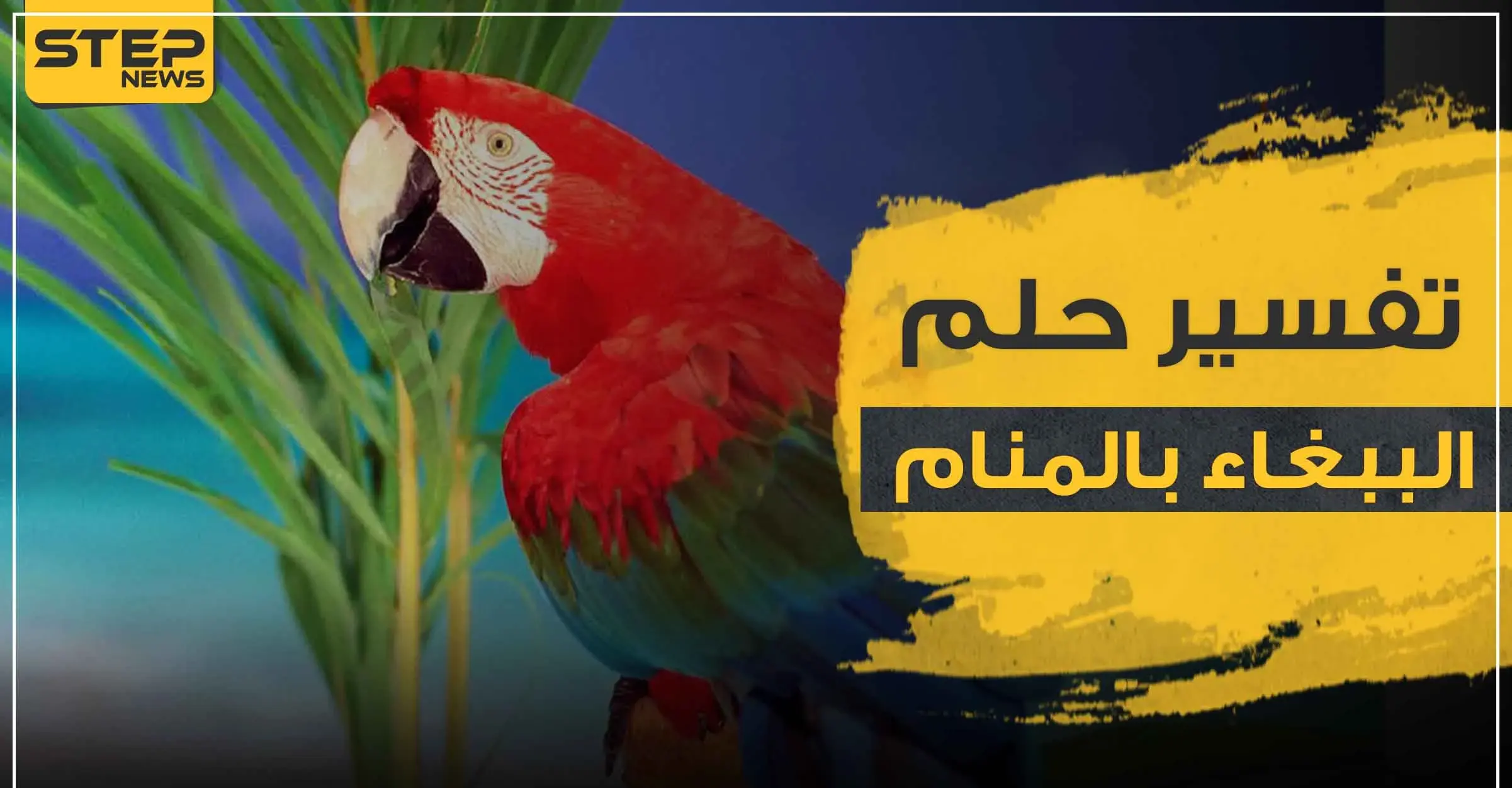 رؤية الببغاء في المنام تأويلها وتفسيرها بأكثر من رواية: رؤية الببغاء في المنام