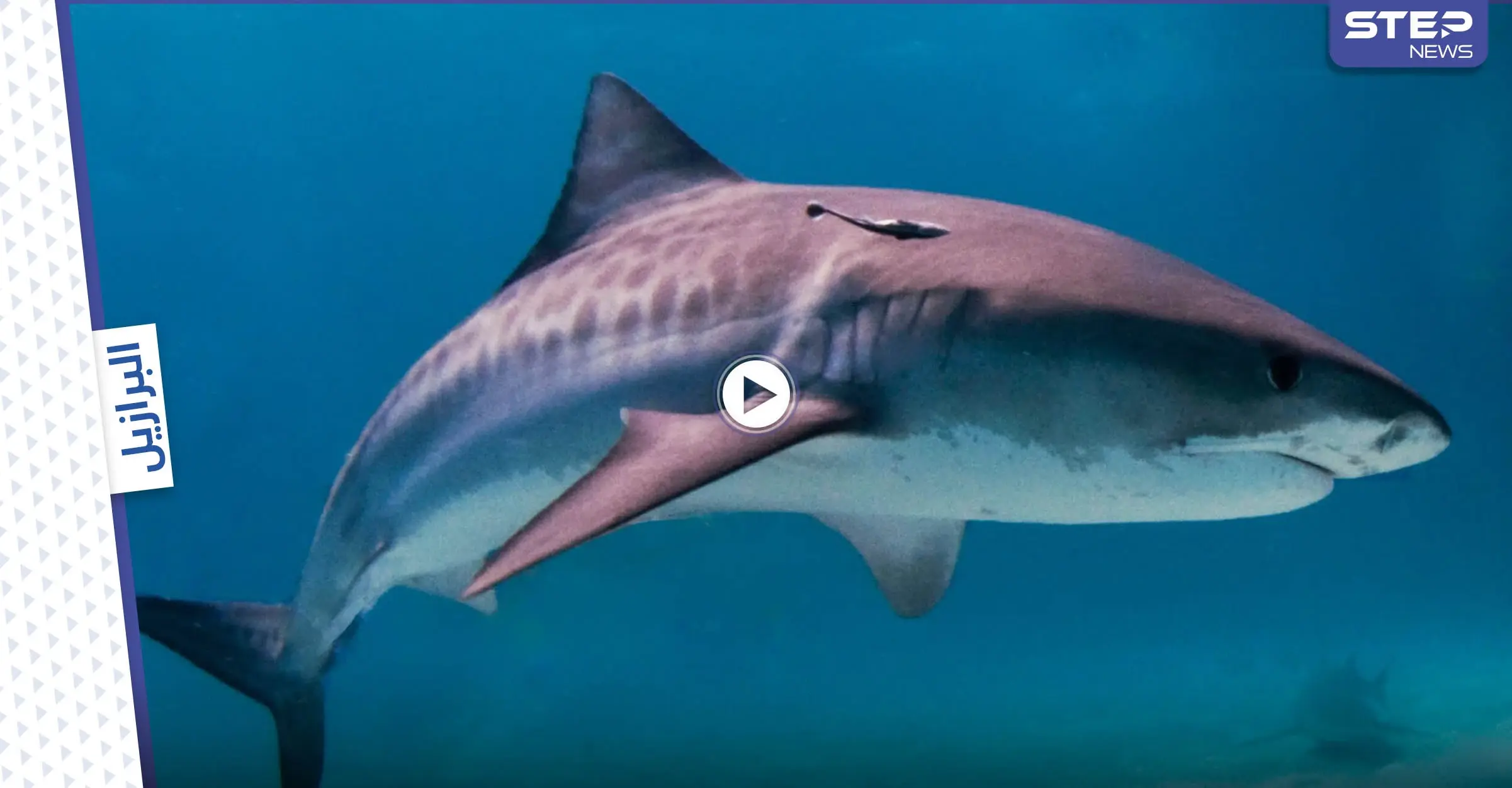 شاهد|| سمكة قرش تهاجم رجل برازيلي مخمور دخل البحر لقضاء حاجته وتنهي حياته (فيديو وصور): البرازيل