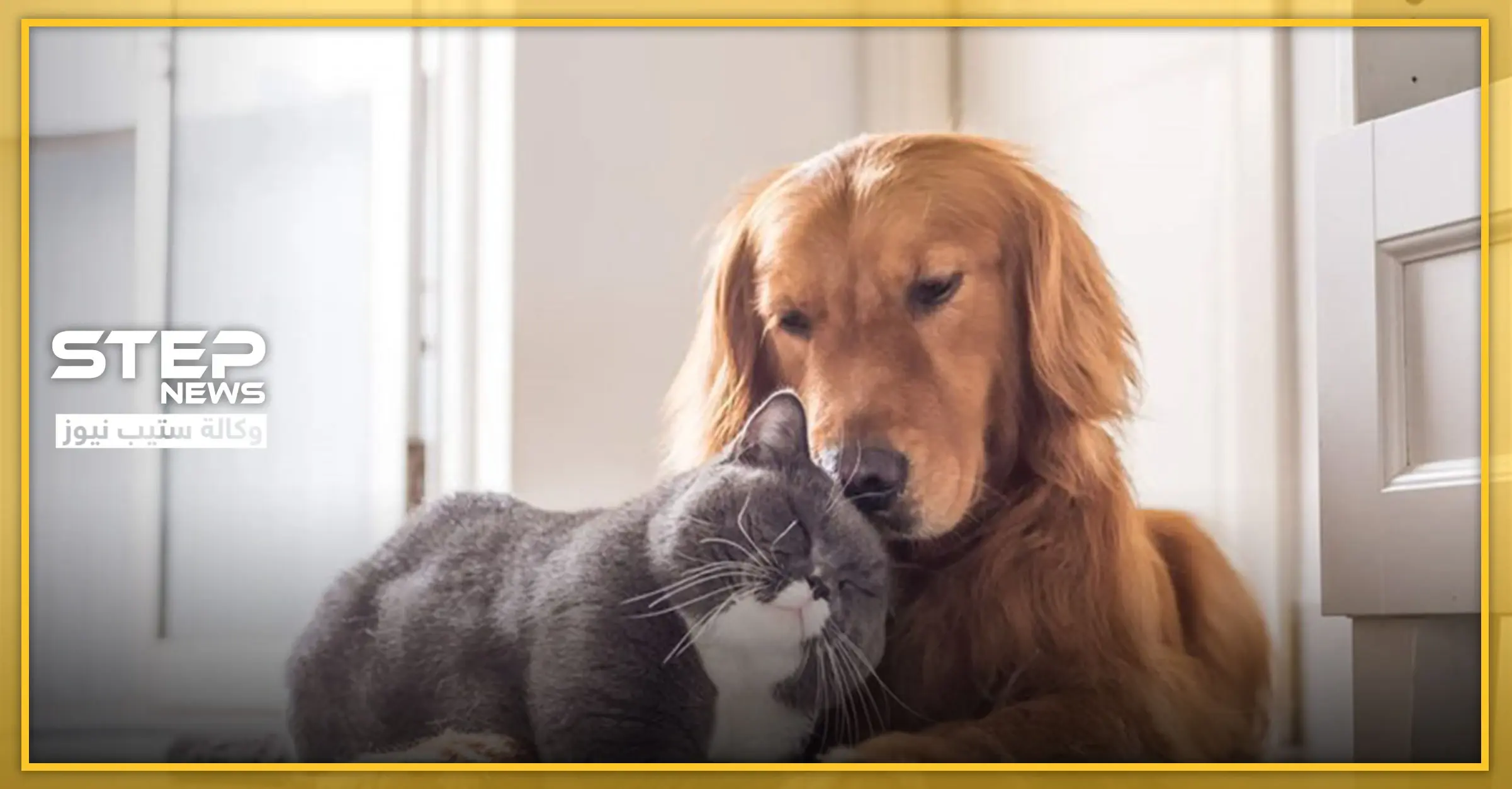 تعرّف على الحيوان الأليف الموجود في كل مكان والأكثر عرضة للإصابة ونقل كورونا: الحيوانات الأليفة