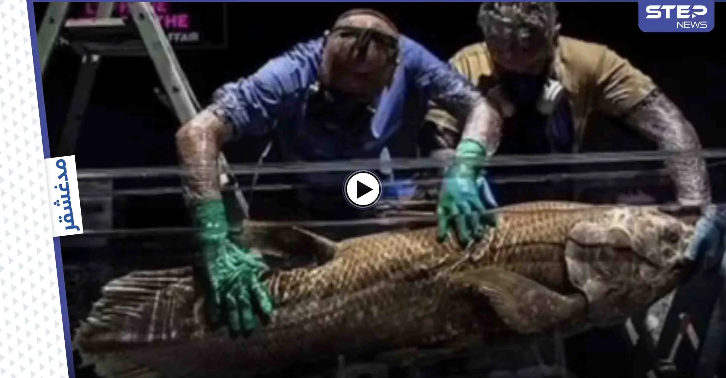 بالفيديو|| اكتشاف علمي "مفاجئ".. العثور على سمكة رباعية الأرجل تعود إلى 420 مليون عام: الديناصورات