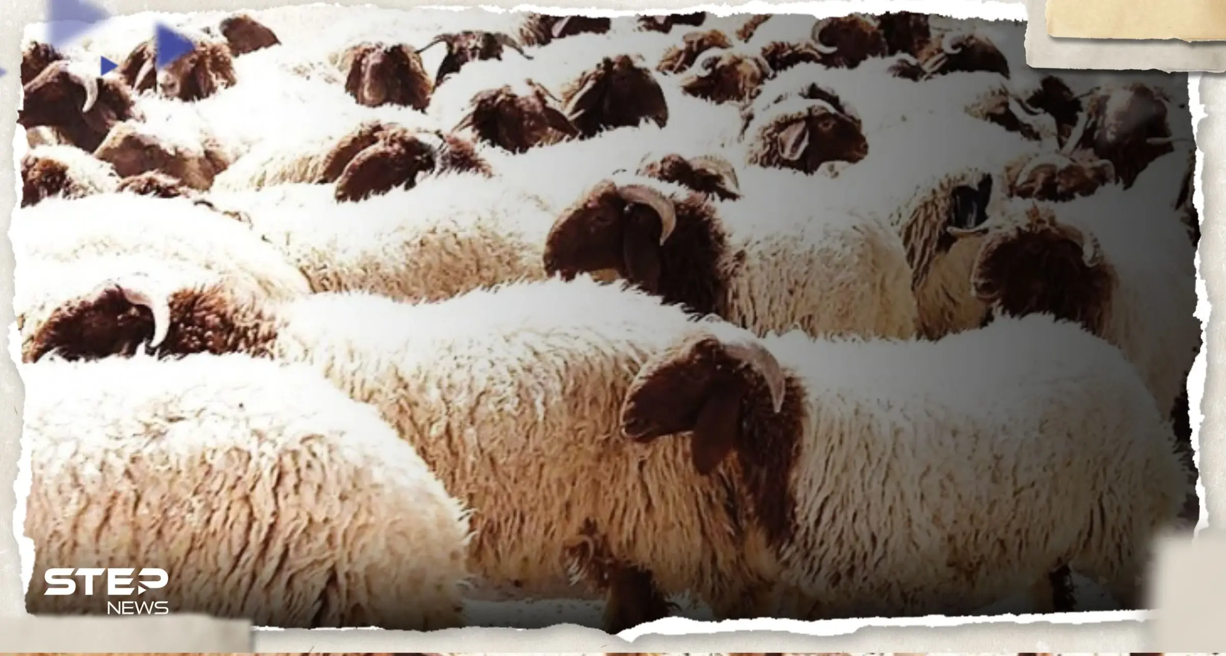 السعودية تعلن رفع الحظر عن صادرات الأغنام من الأردن: صادرات الأغنام من الأردن