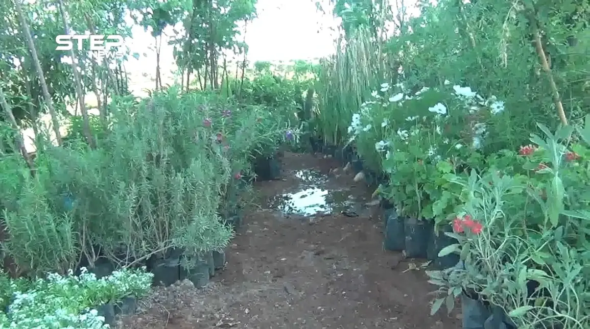 صعوبات تواجه أصحاب مهنة "المشاتل" بعد نزوح أهالي ريفي حماة وإدلب: أخبار حماة