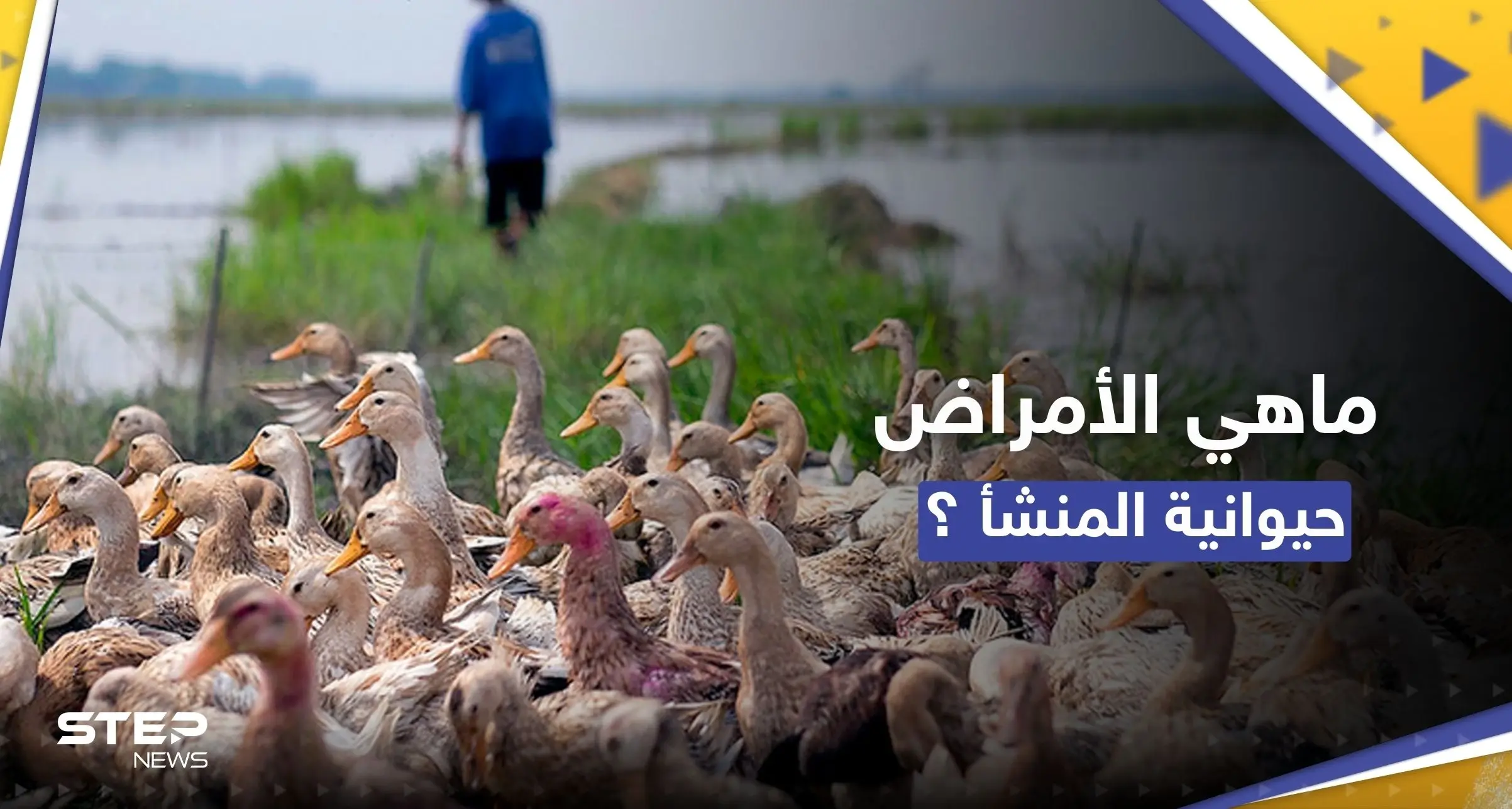 لماذا تتزايد الأمراض التي تنتقل من الحيوانات إلى البشر.. دراسة تجيب: مرض حيواني