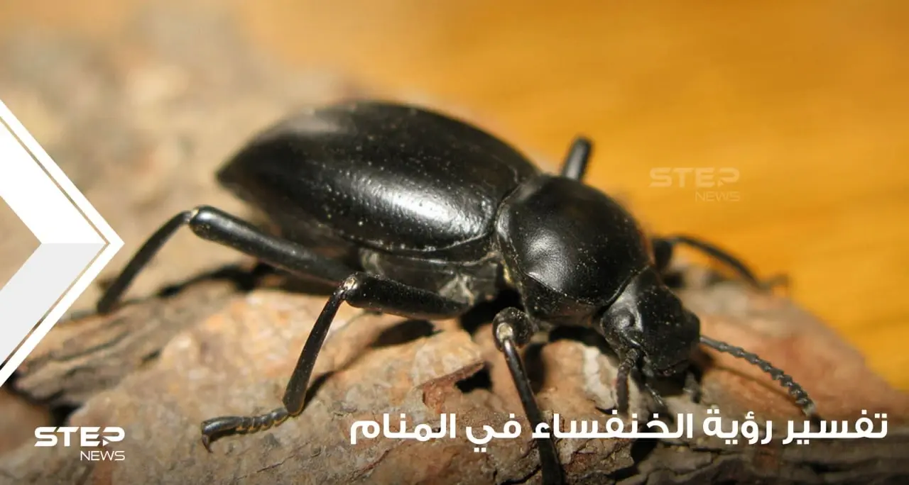 تفسير رؤية الخنفساء في المنام باختلاف أحوالها عند أغلب المعبرين: خنفساء زرقاء