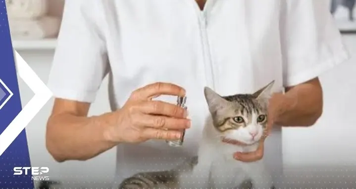 بريطانيا.. رصد إصابات بمرض جلدي "نادر" ينتقل إلى البشر عبر القطط: مرض جلدي