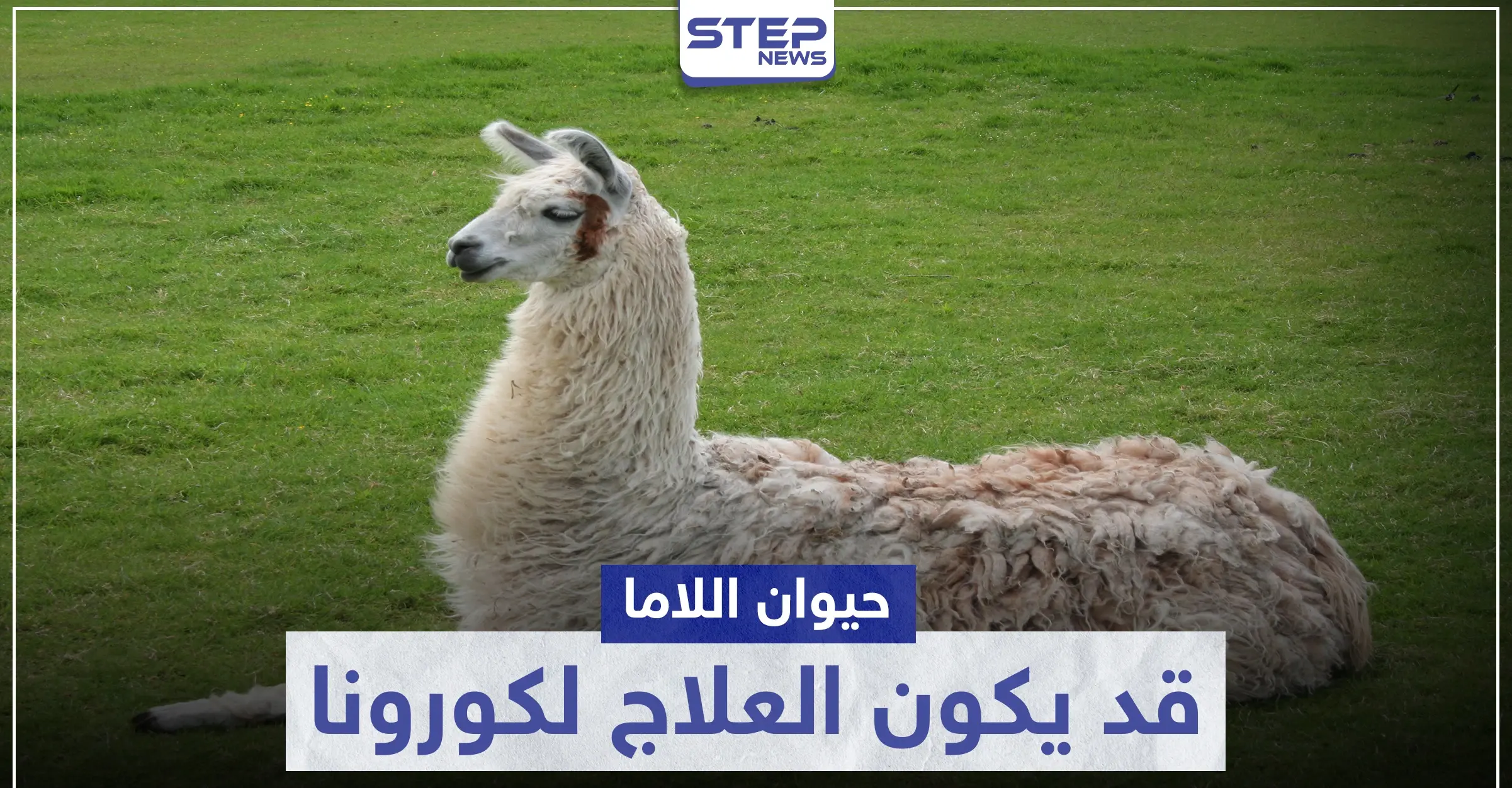 قد يكون العلاج.. حيوان "اللاما" ينتج أجسام مضادة لفيروس كورونا: حيوان اللاما