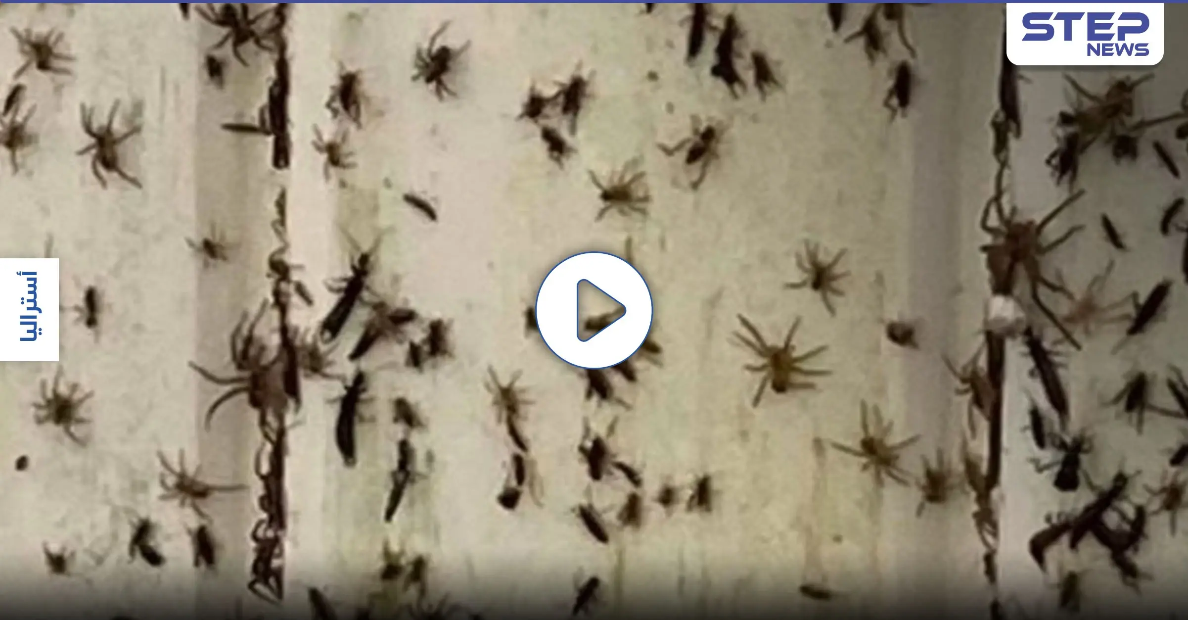 بالفيديو|| العناكب تغزو المنازل والشوارع في أستراليا بعد فيضان لم يتكرر منذ نصف قرن: أستراليا