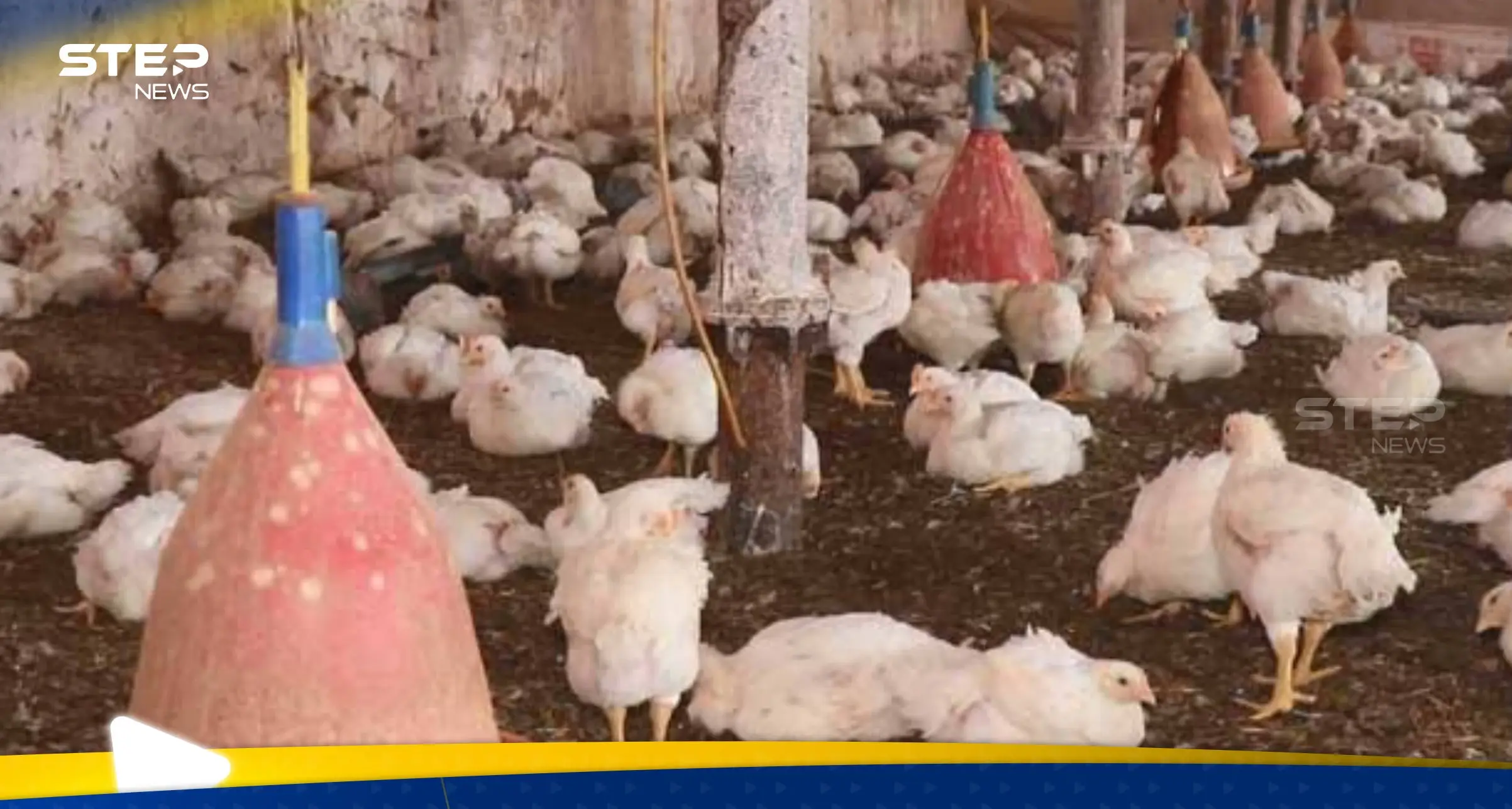 طاعون الدجاج