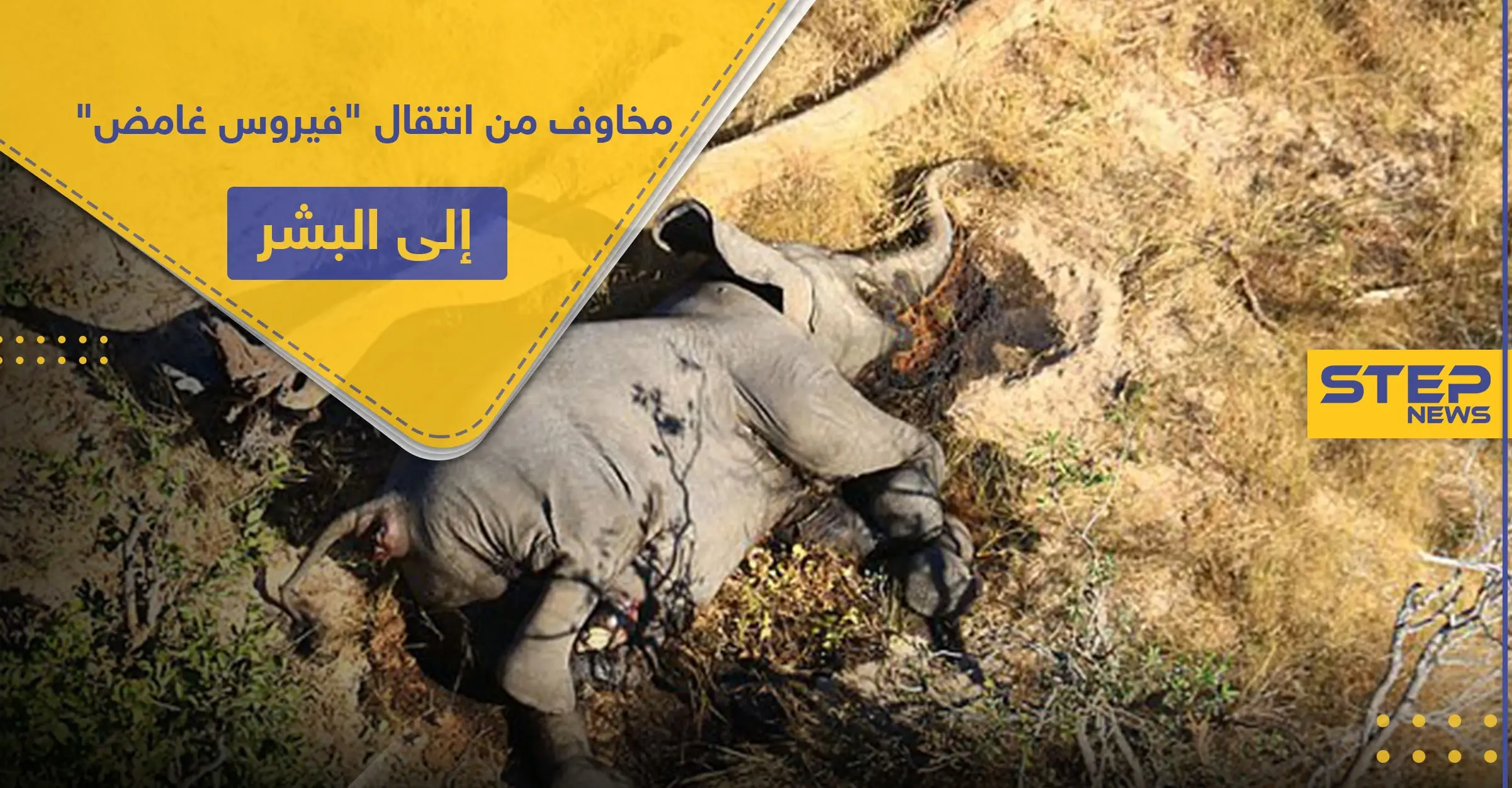 شكوك حول "فيروس غامض" أودى بحياة الفيلة بإفريقيا.. ومخاوف من انتقاله إلى البشر: أفريقيا