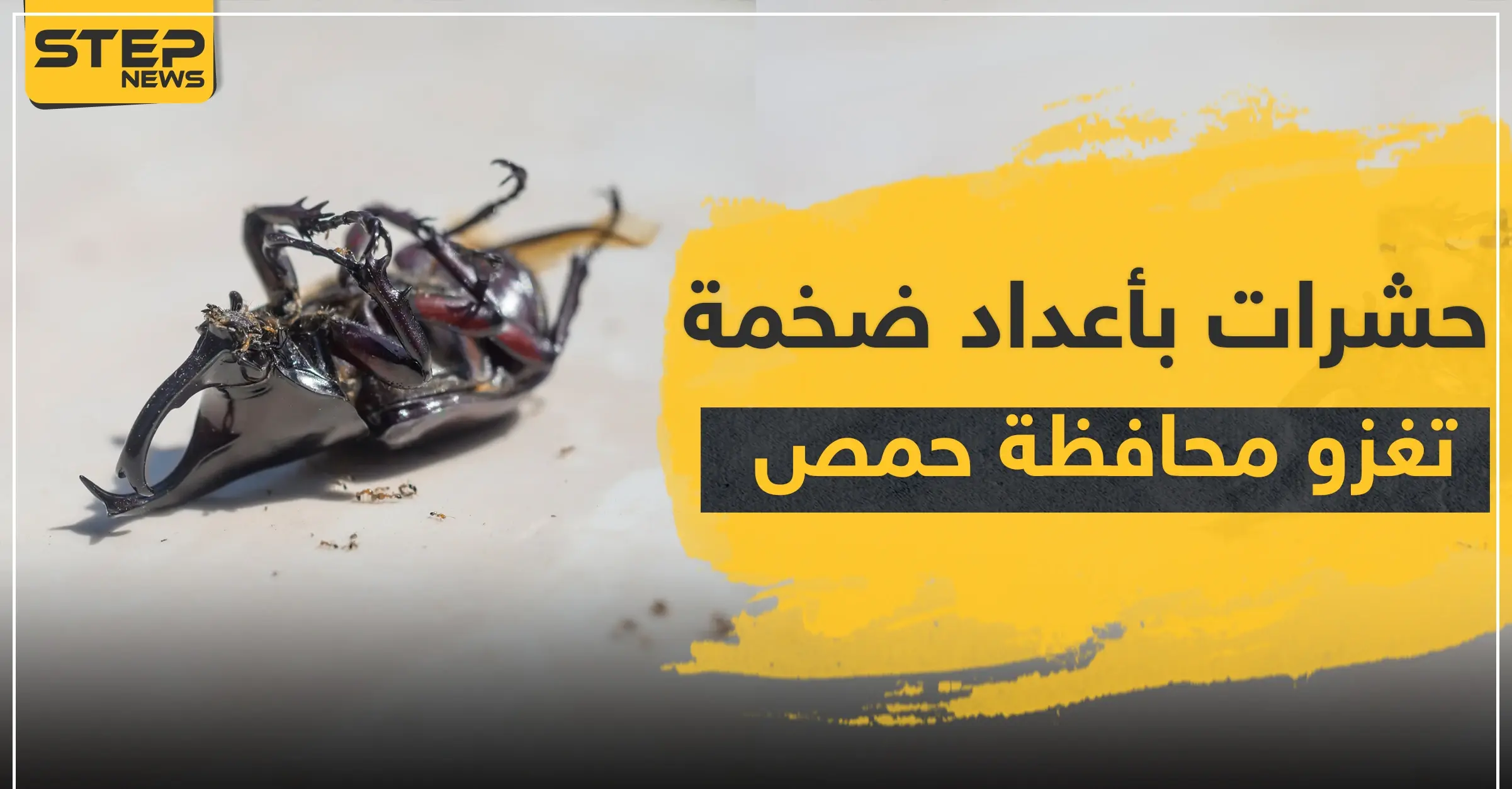 حشرات بأعداد ضخمة تغزو محافظة حمص وسط سوريا.. والتفاصيل!: مدينة حمص