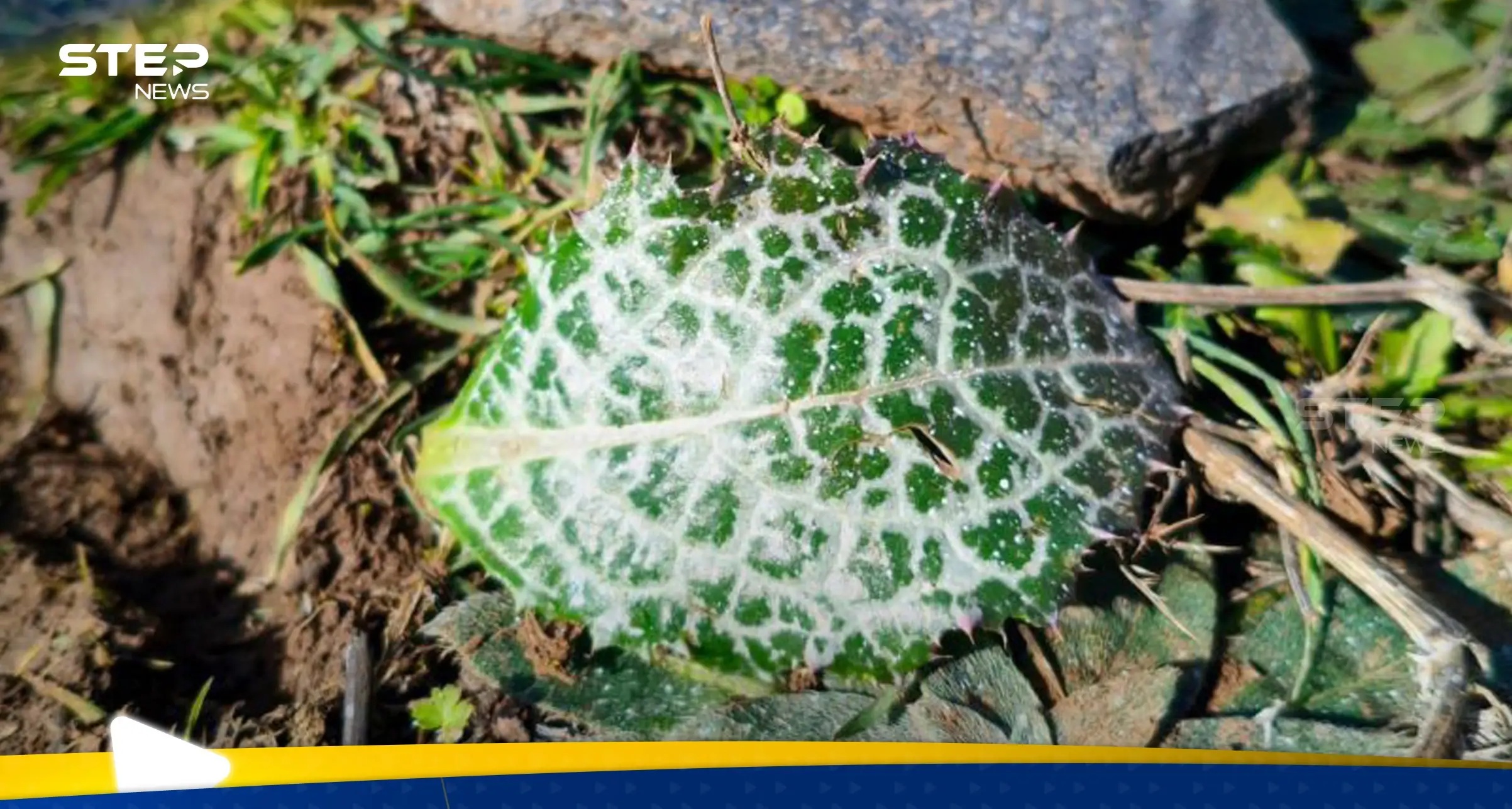 إسرائيل ترش مادة مجهولة بالقنيطرة