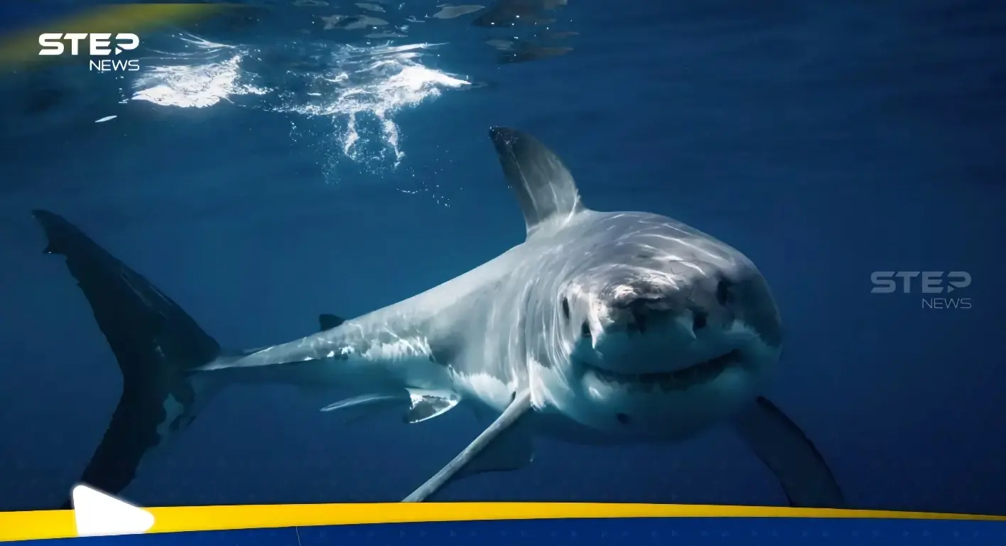 بالصور|| سياح يوقفون قرشا أبيض يلتهم حوتا في كندا: كندا