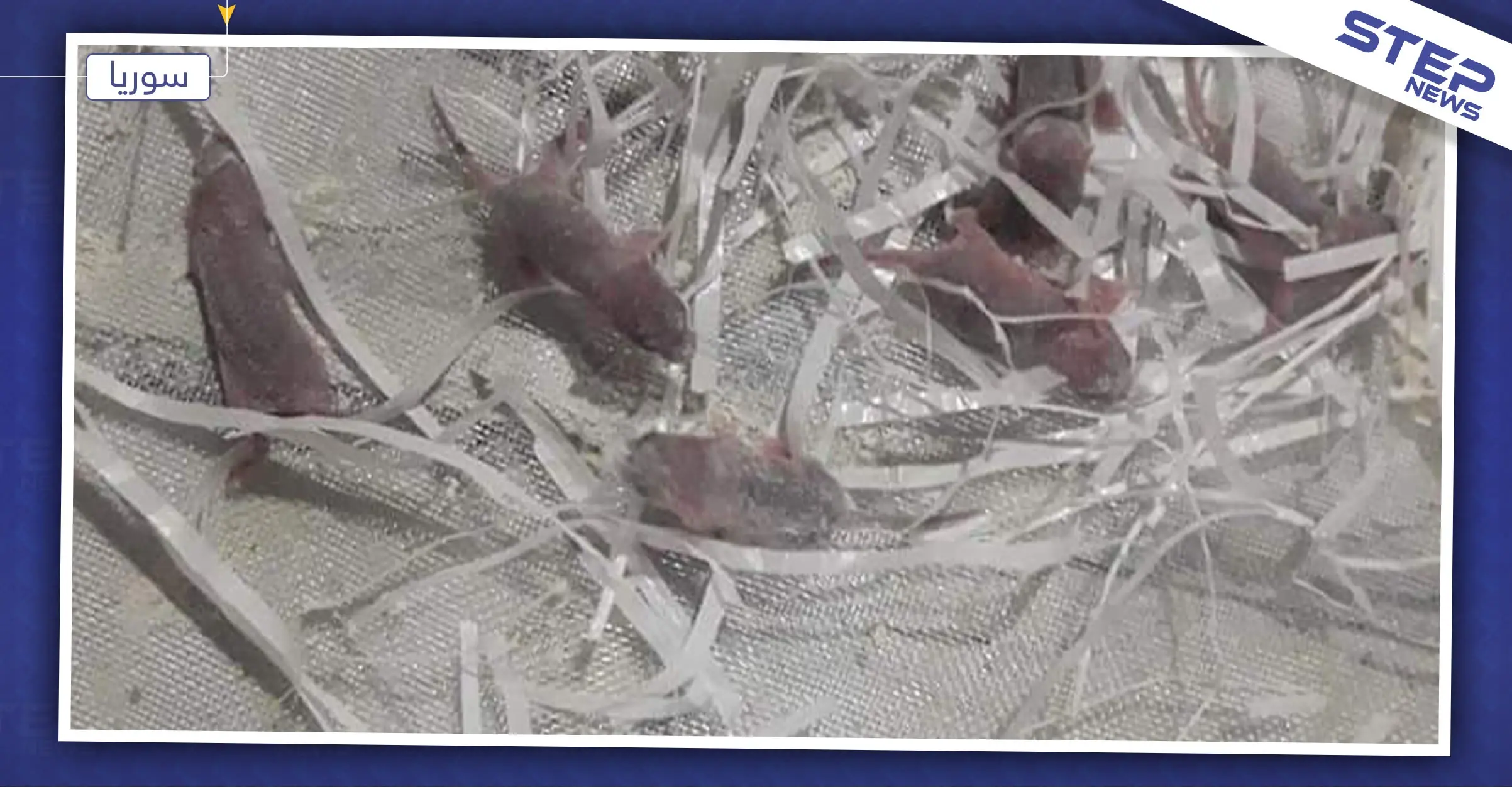 فئران حديثة الولادة داخل أكياس الطحين بحماة.. وأصحاب المخابز غاضبون!: المؤسسة السورية للحبوب
