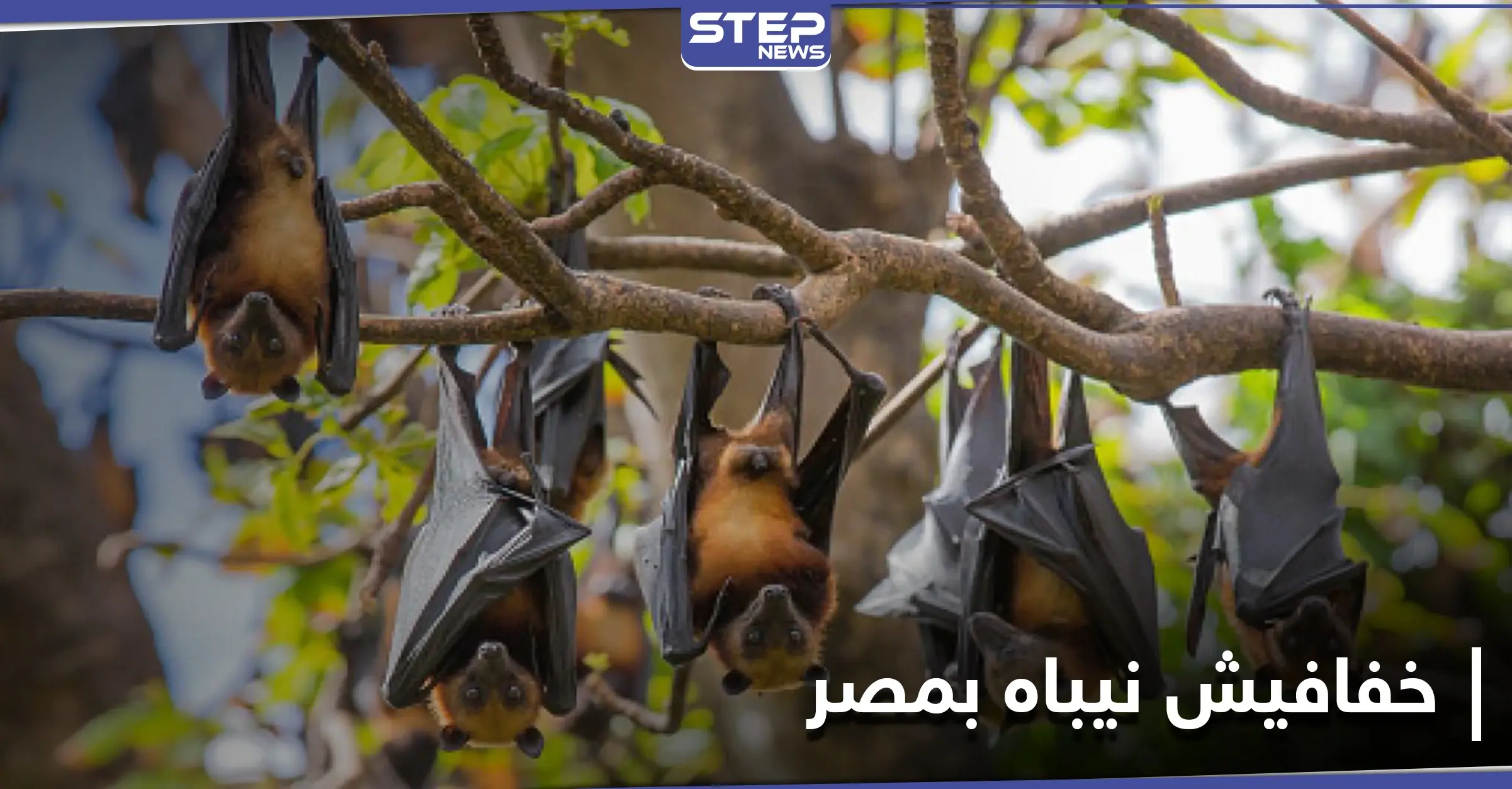 خفافيش نيباه في مصر والسلطات تحسم الجدل حول انتشار الفيروس الجديد: أحمد رزق