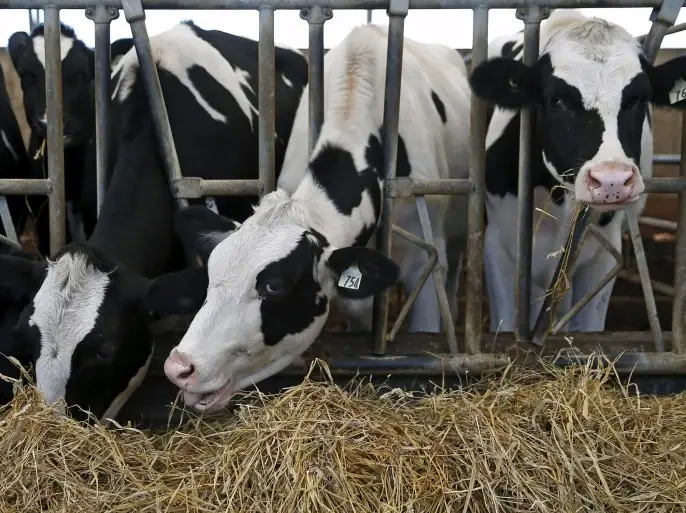 العقود الآجلة للماشية.. 4 معلومات هامة يجب عليك معرفتها قبل البدء بتداولها: العقود الآجلة للماشية