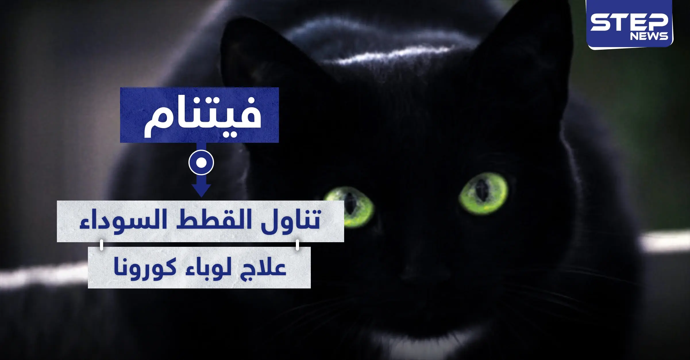 فيتنام تتجه لأكل القطط السوداء ظنًا أنها تعالج المصابين بفيروس كورونا: فيتنام