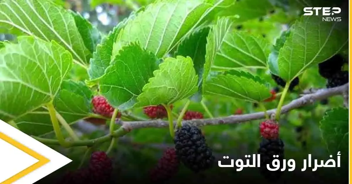 نصائح لمرضى السكري.. هذه الطريقة الأفضل لاستخدام ورق التوت: مرضى السكري