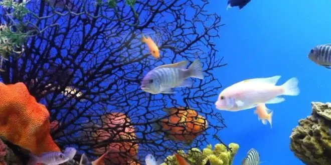 تفسير رؤية السمك في المنام بكافة انواعه واشكاله لابن سيرين: السمك في المنام