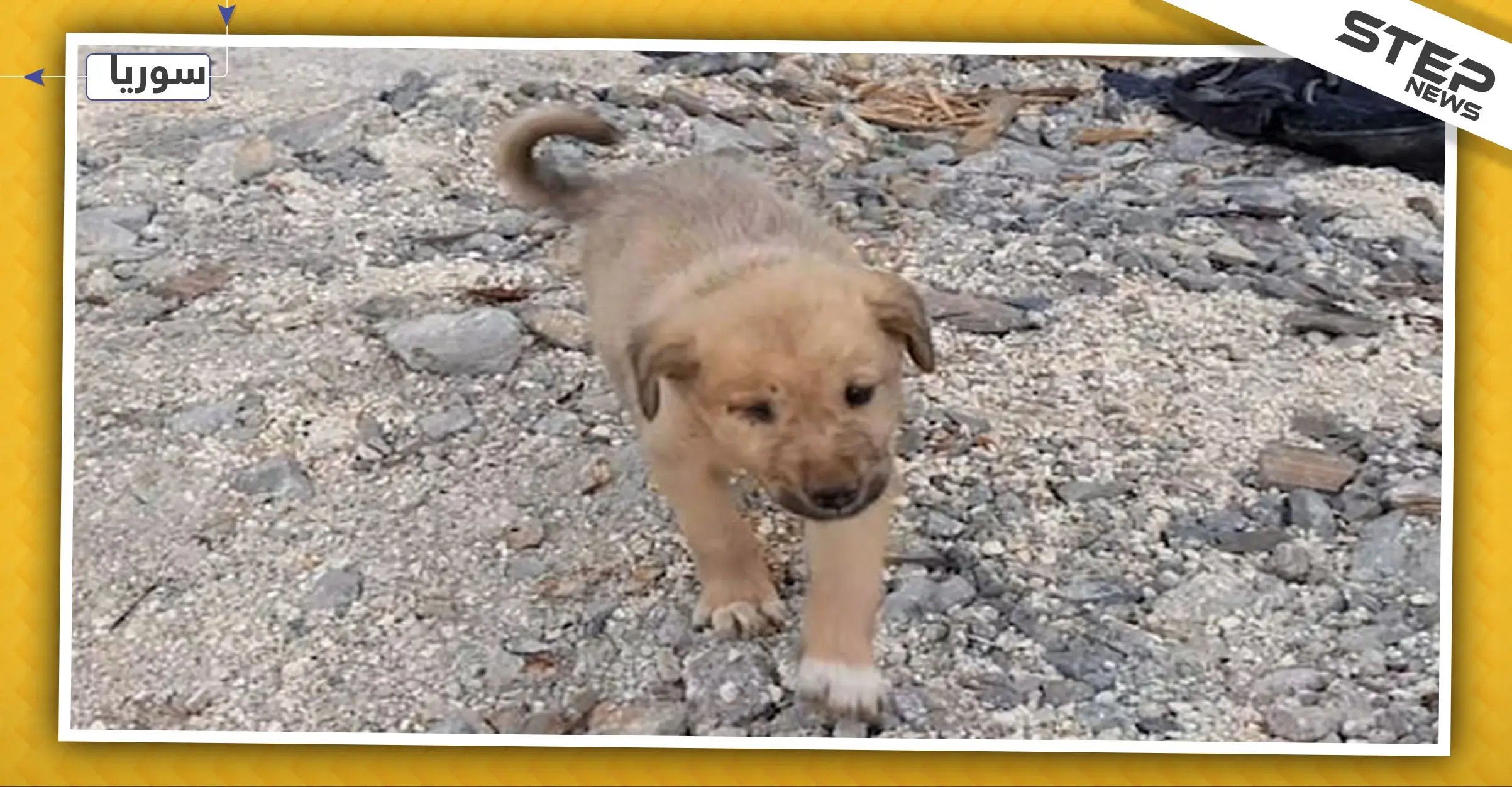 ما قصة الجرو الذي وجد بالقرب من منزل البغدادي بعد مقتله؟: ابو بكر البغدادي