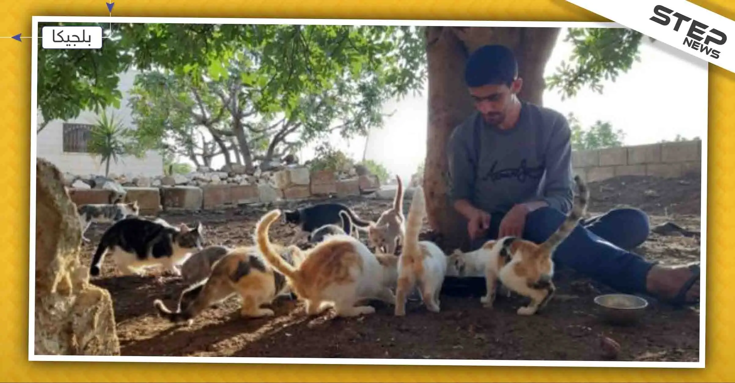 ملجأ للحيوانات في بلجيكا يتّخذ قرارات من أجل قطط سوريا..: بلجيكا